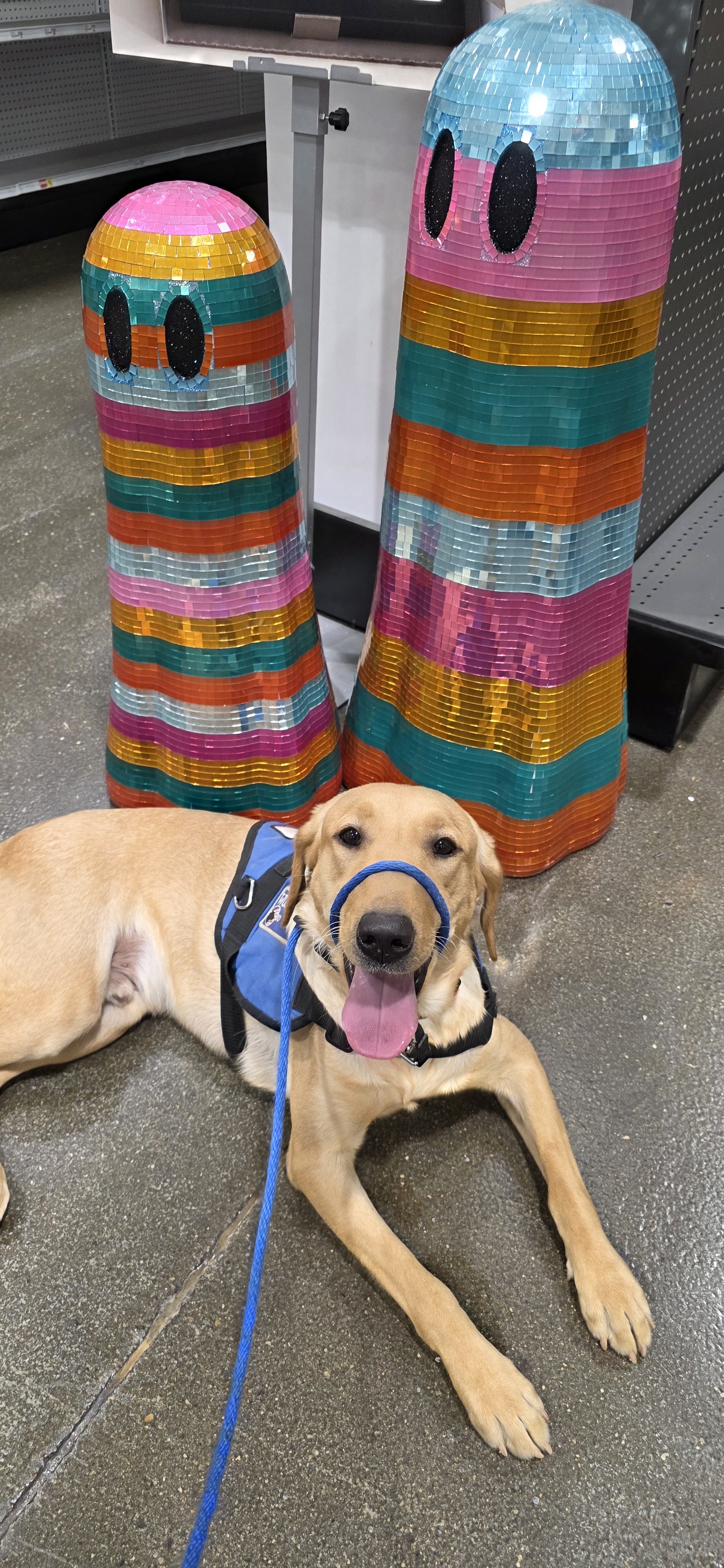 Buddy - Male Labrador