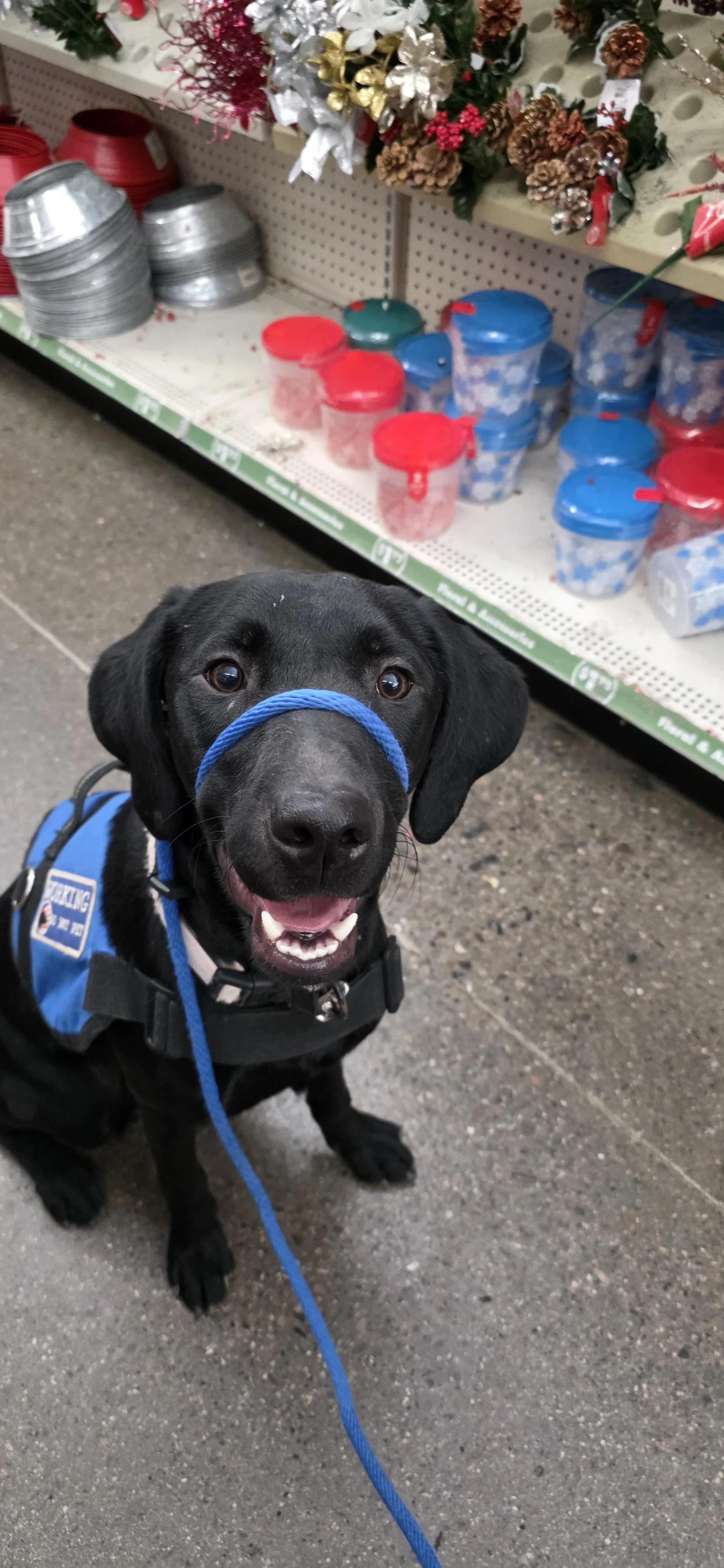 Brook - F Labrador