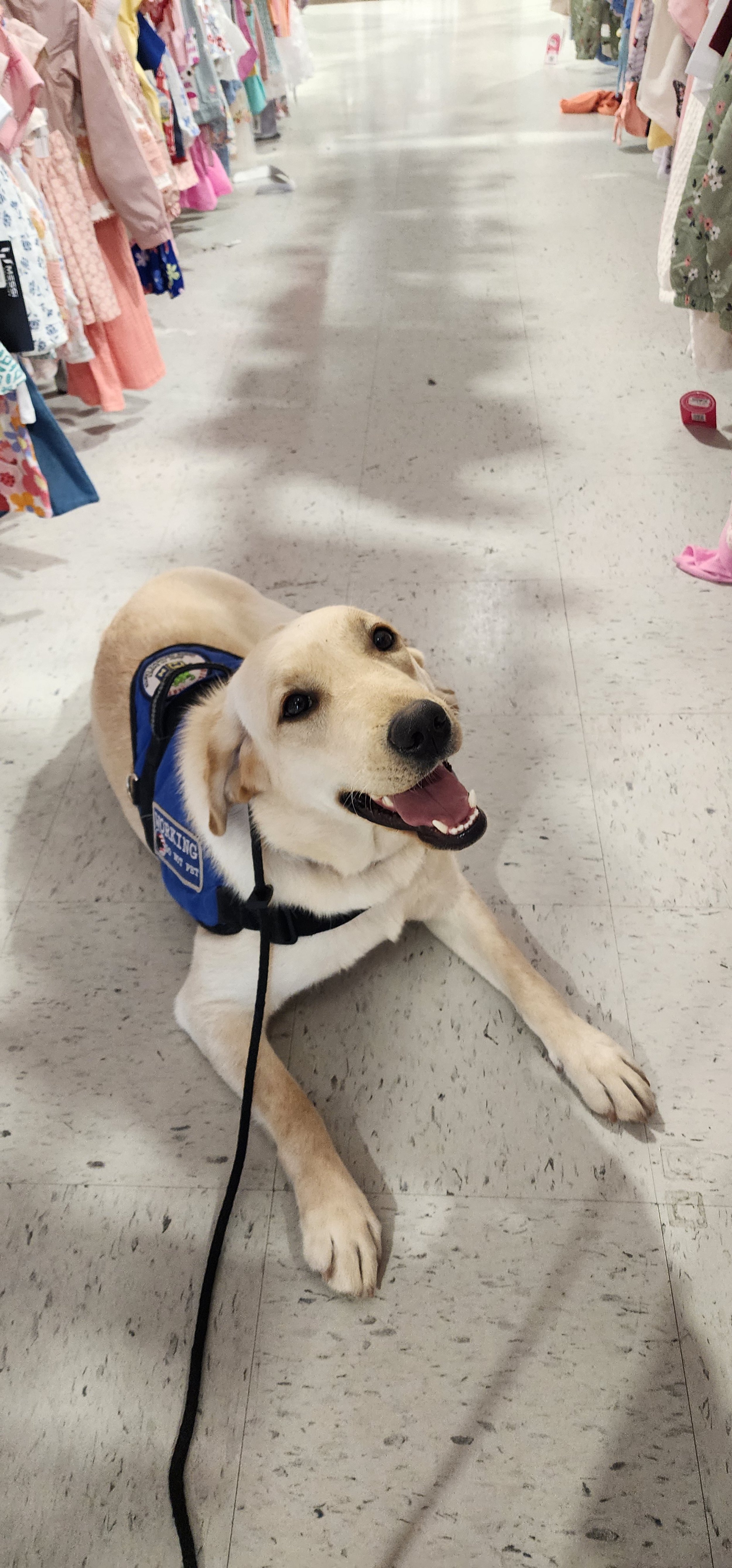 Emmy - F Labrador