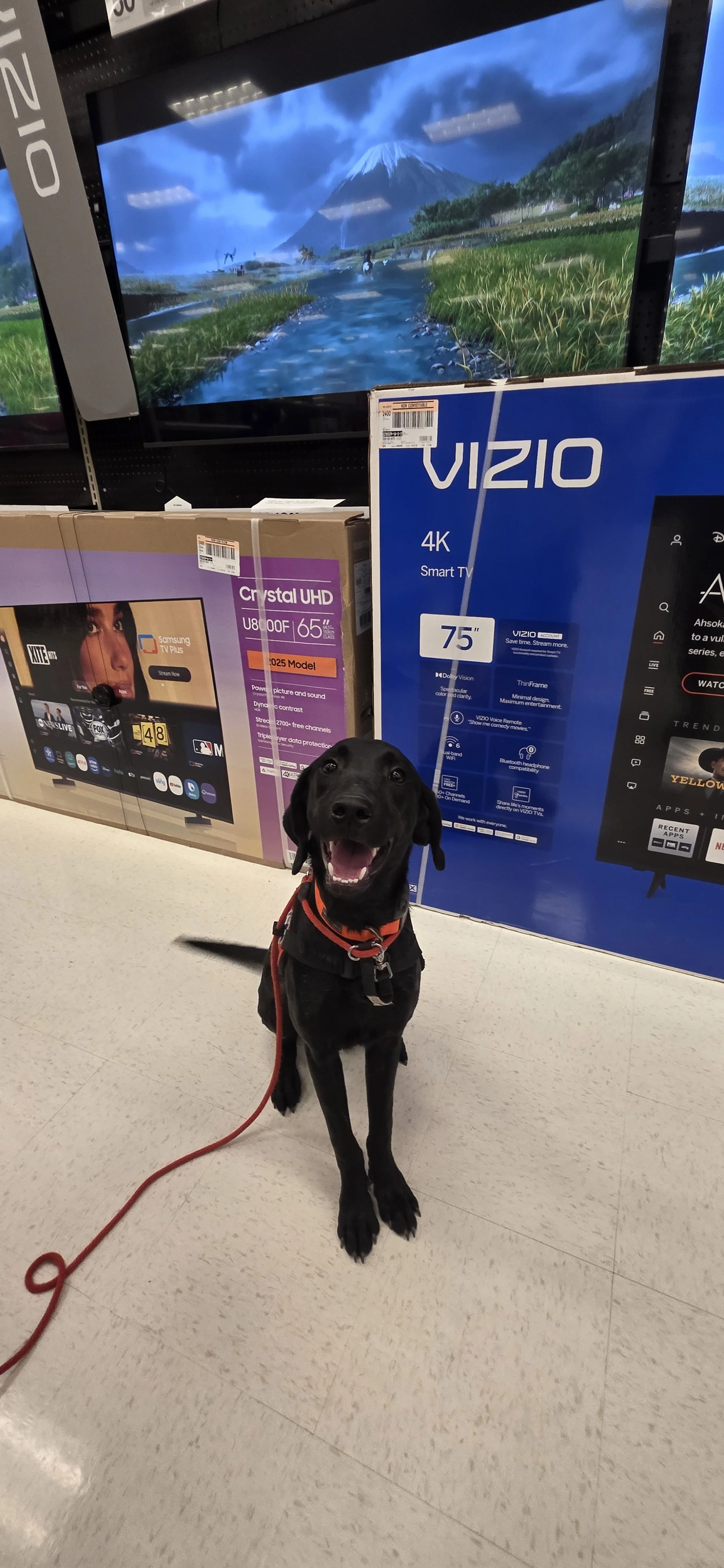 Bronx - M Labrador