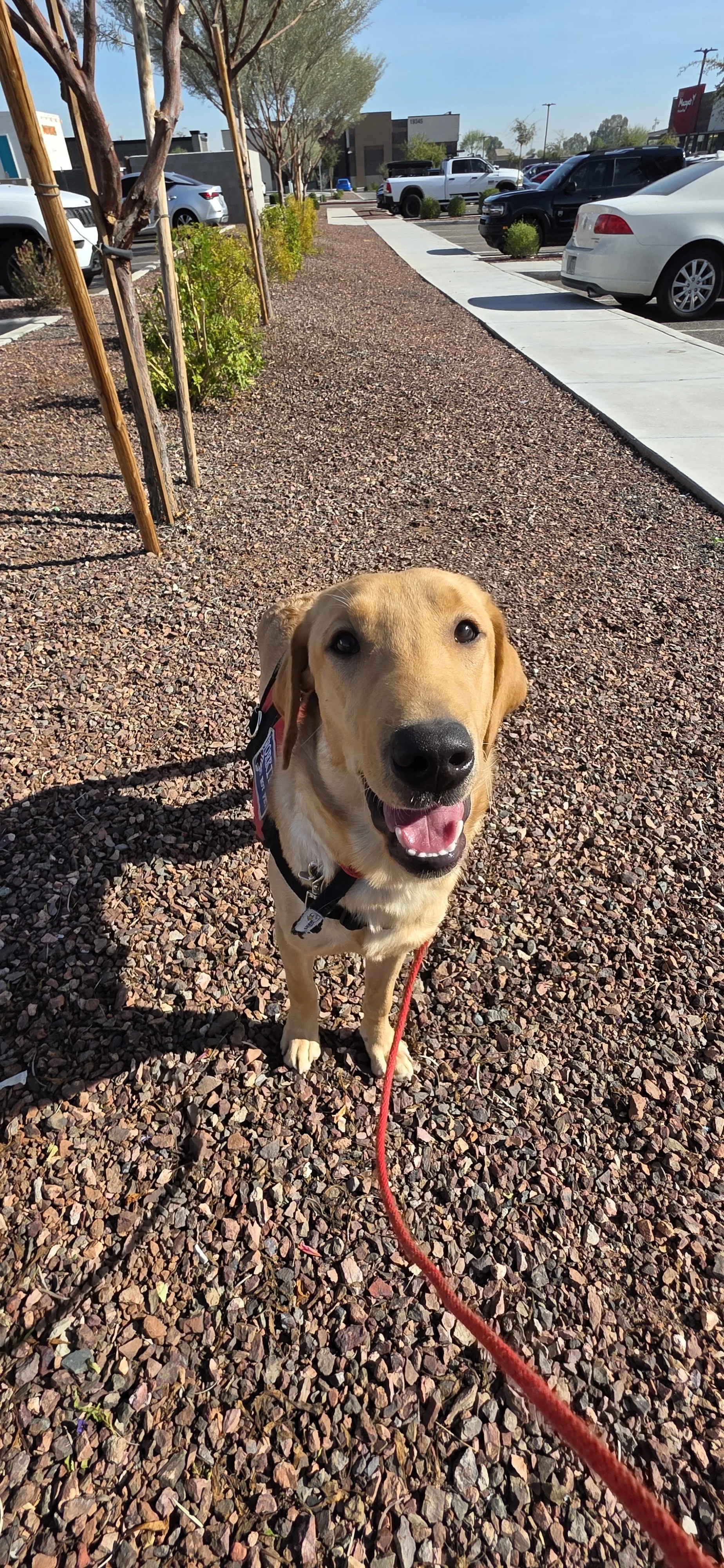 Buddy - Male Labrador