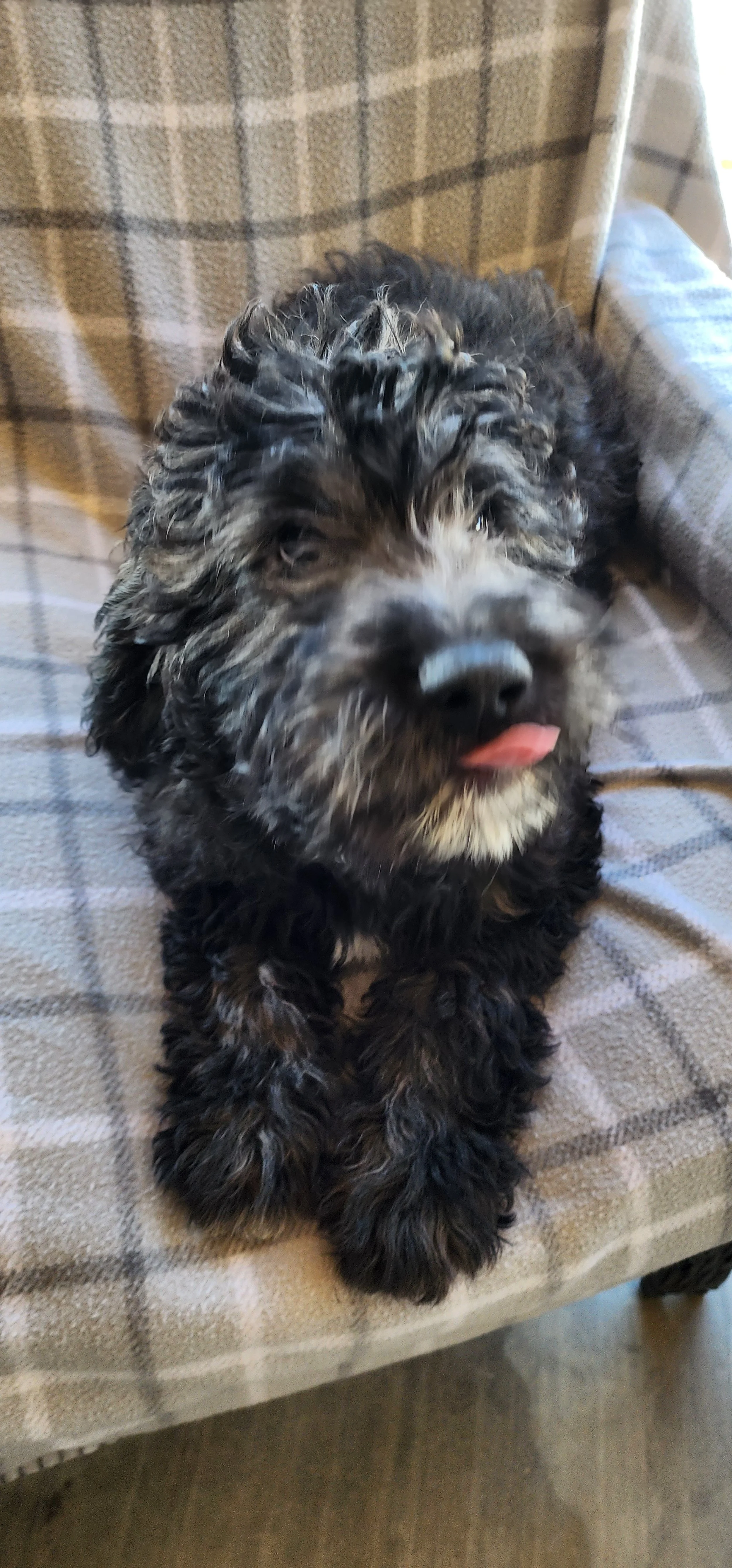Chedda Goldendoodle F