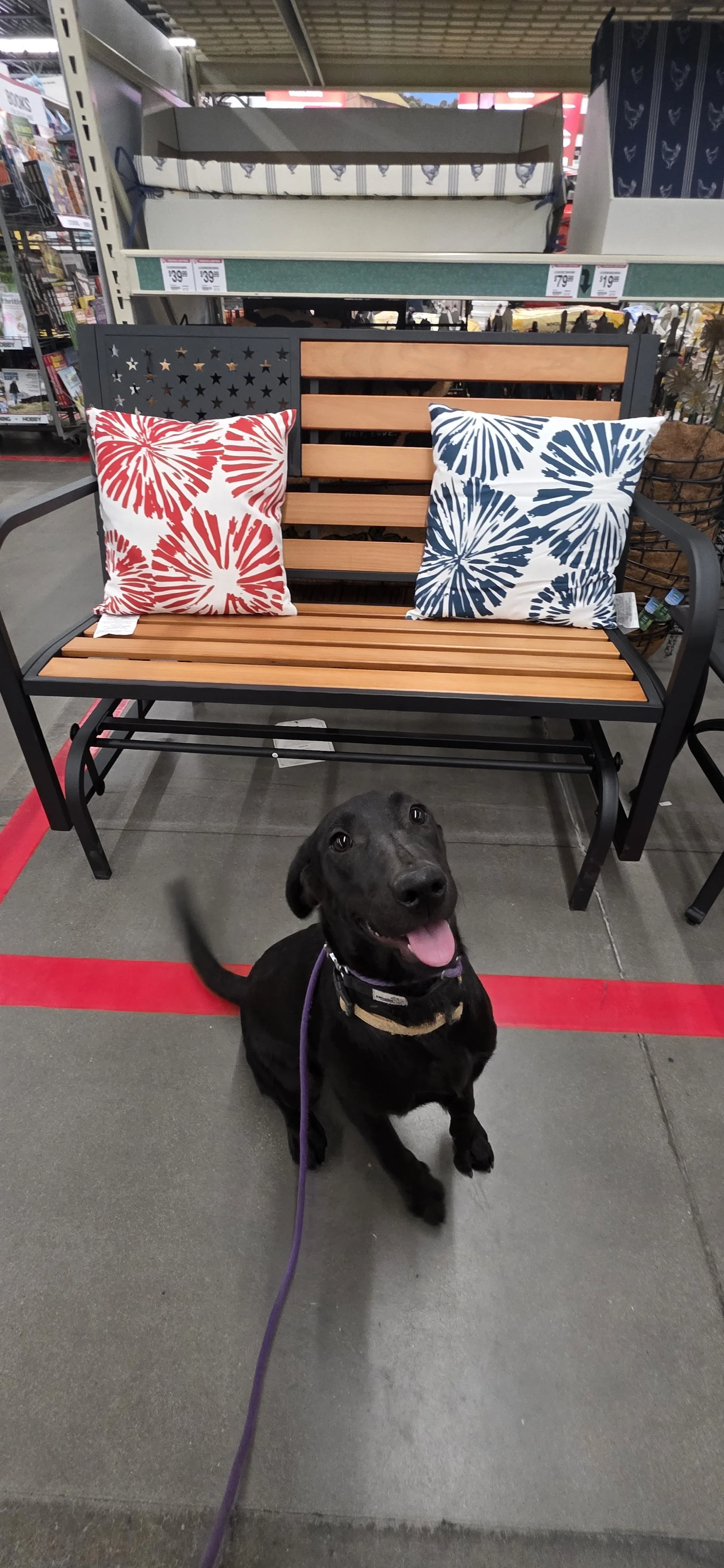 Suzie Q - Female Labrador