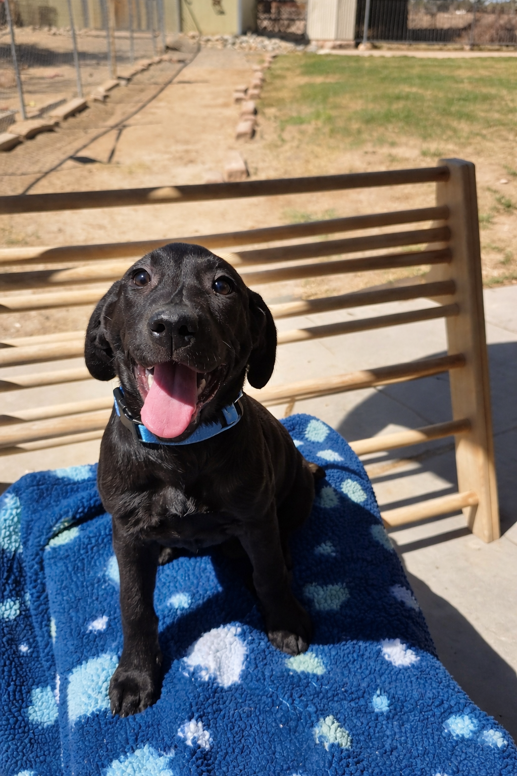 Suzie - Female Labrador
