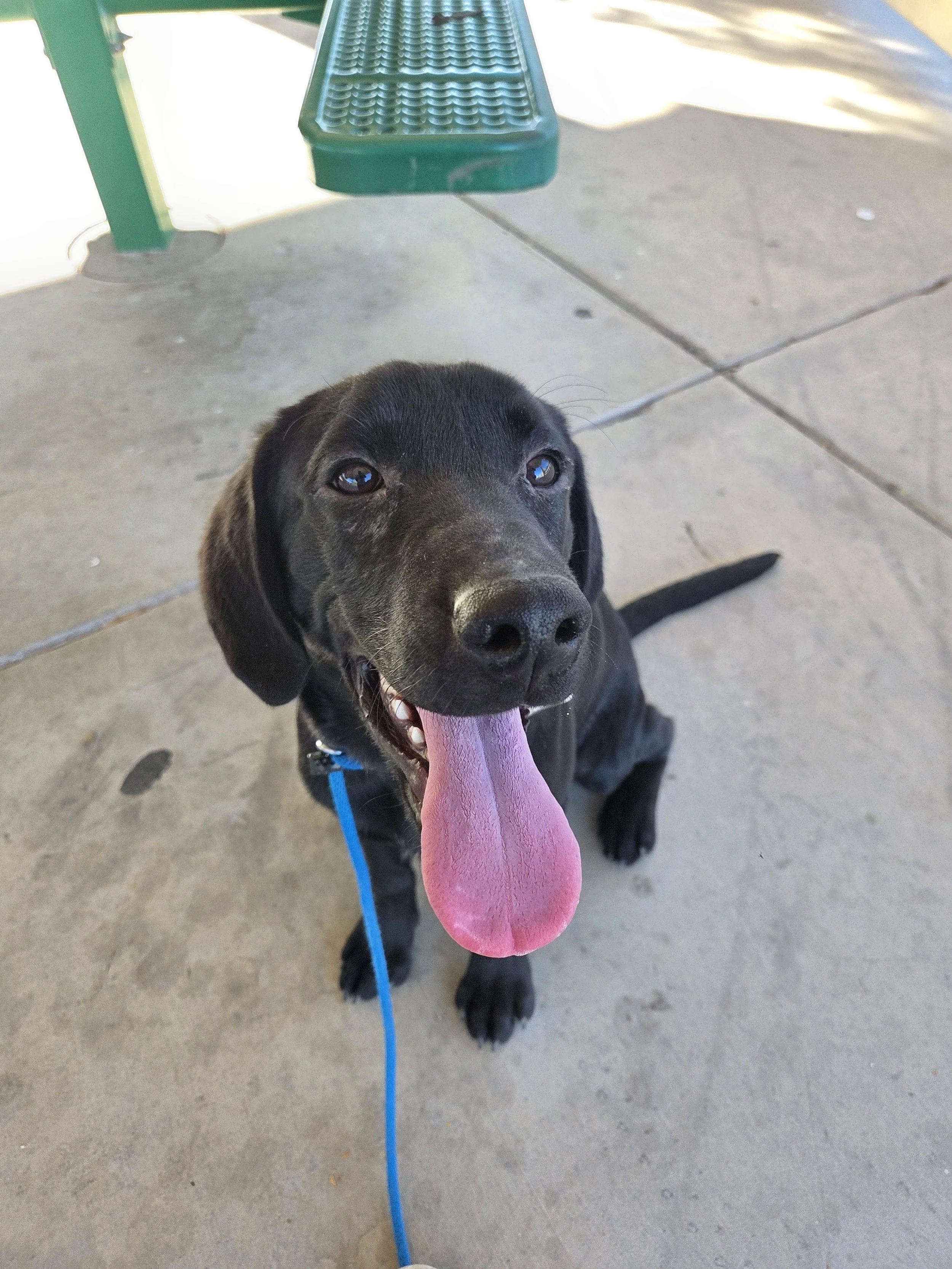 Ace - M Labrador