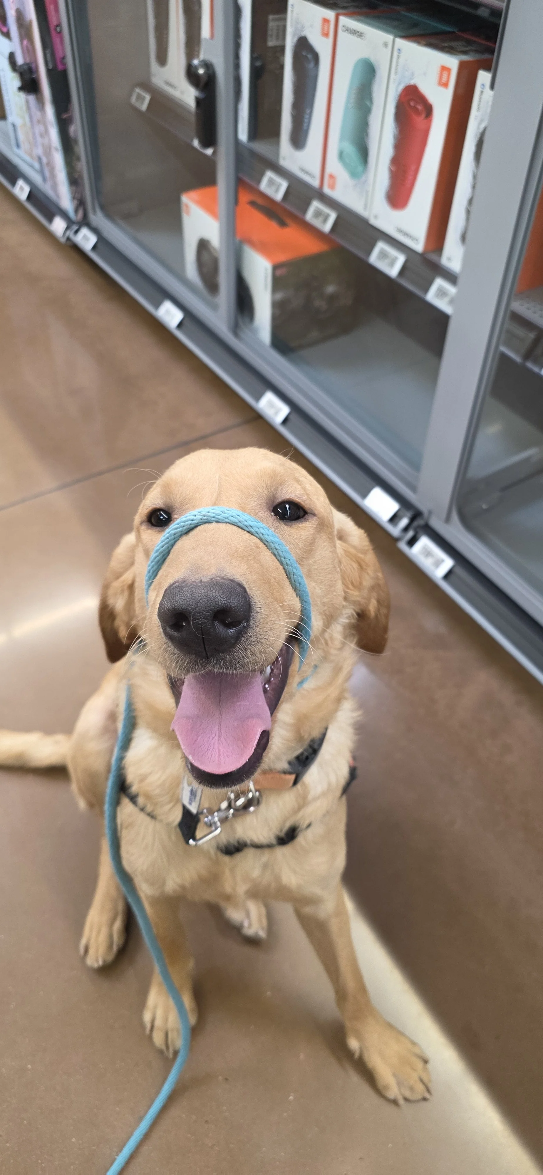 Joe-  Male Labrador