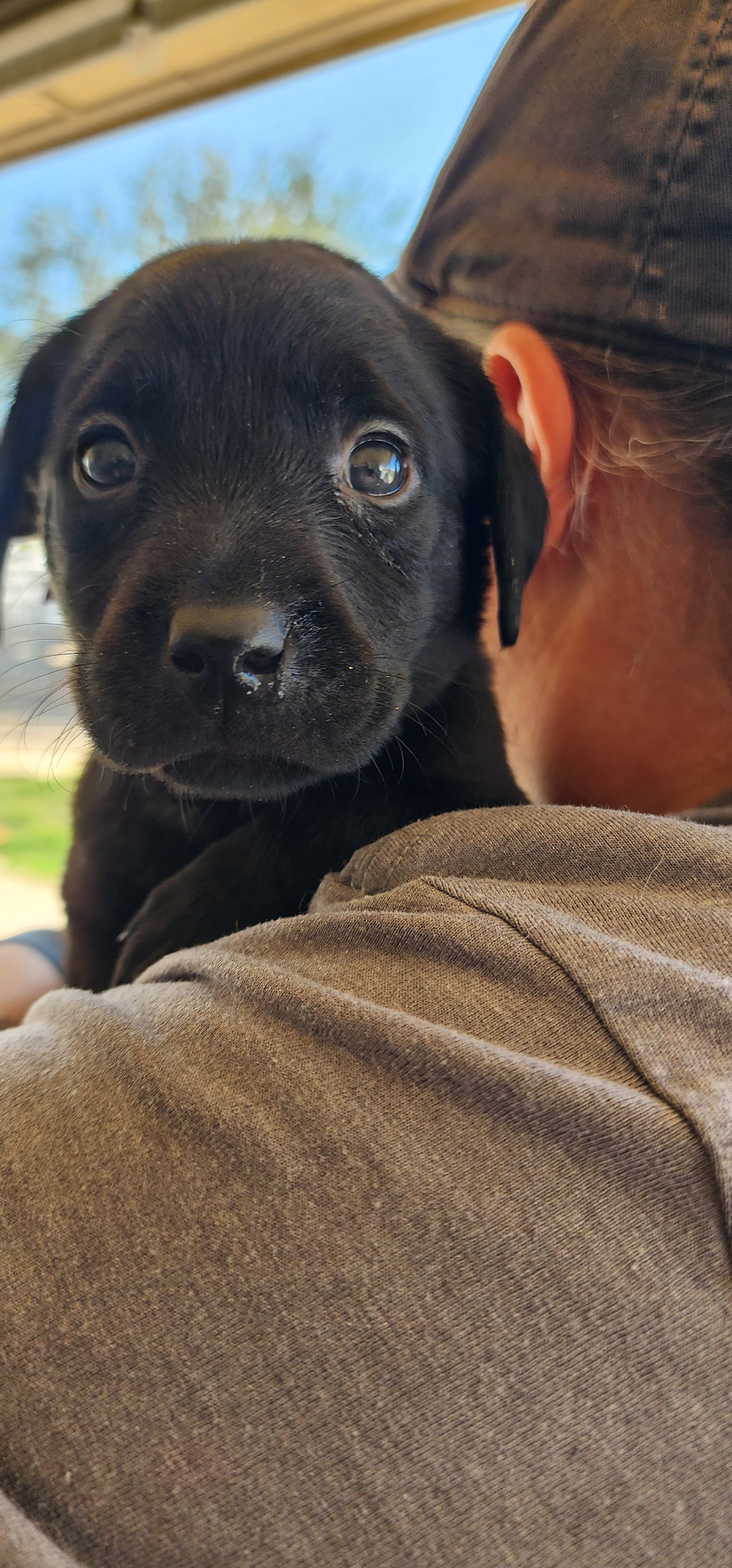 Brook - F Labrador