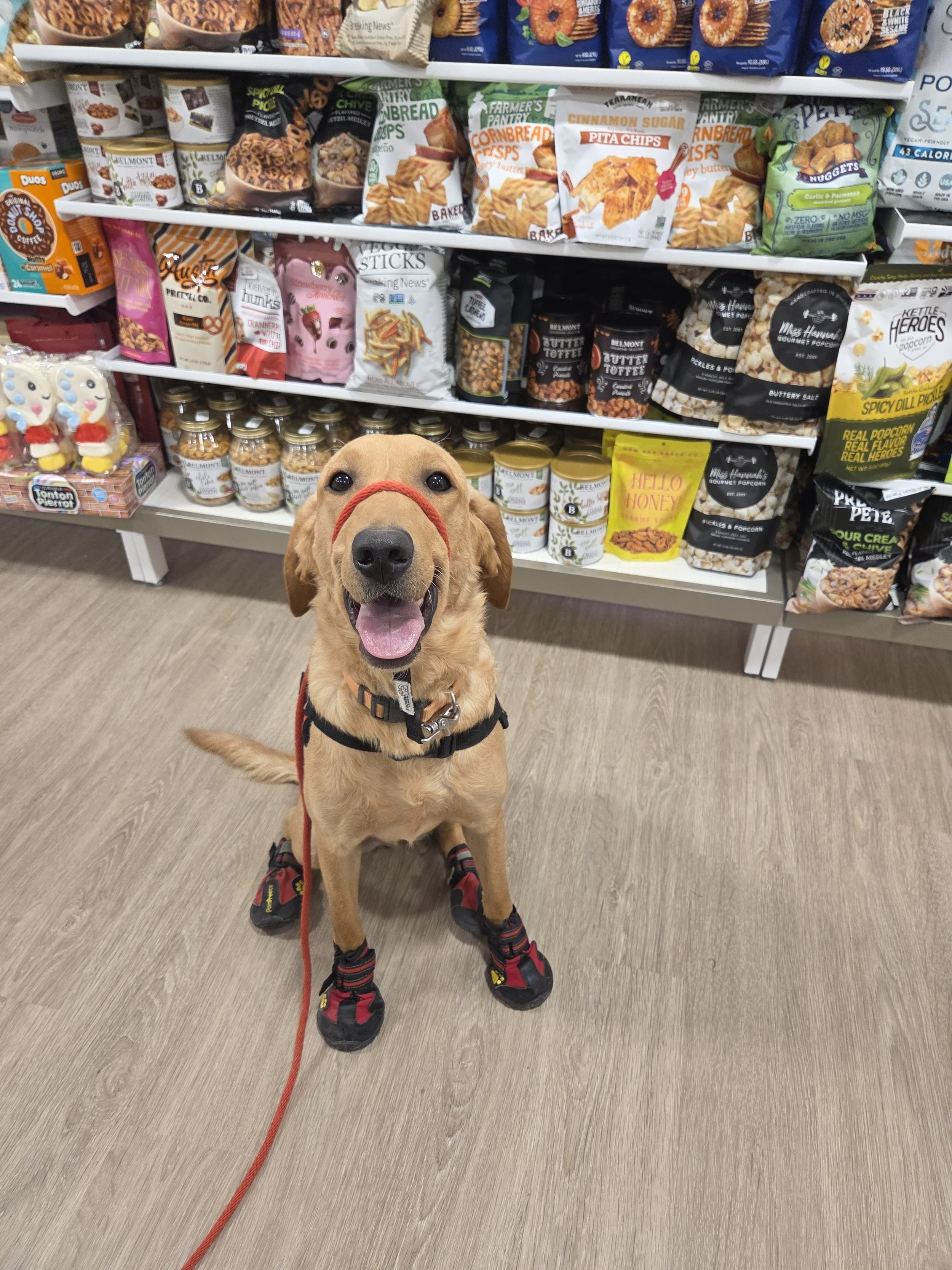 Joe-  Male Labrador