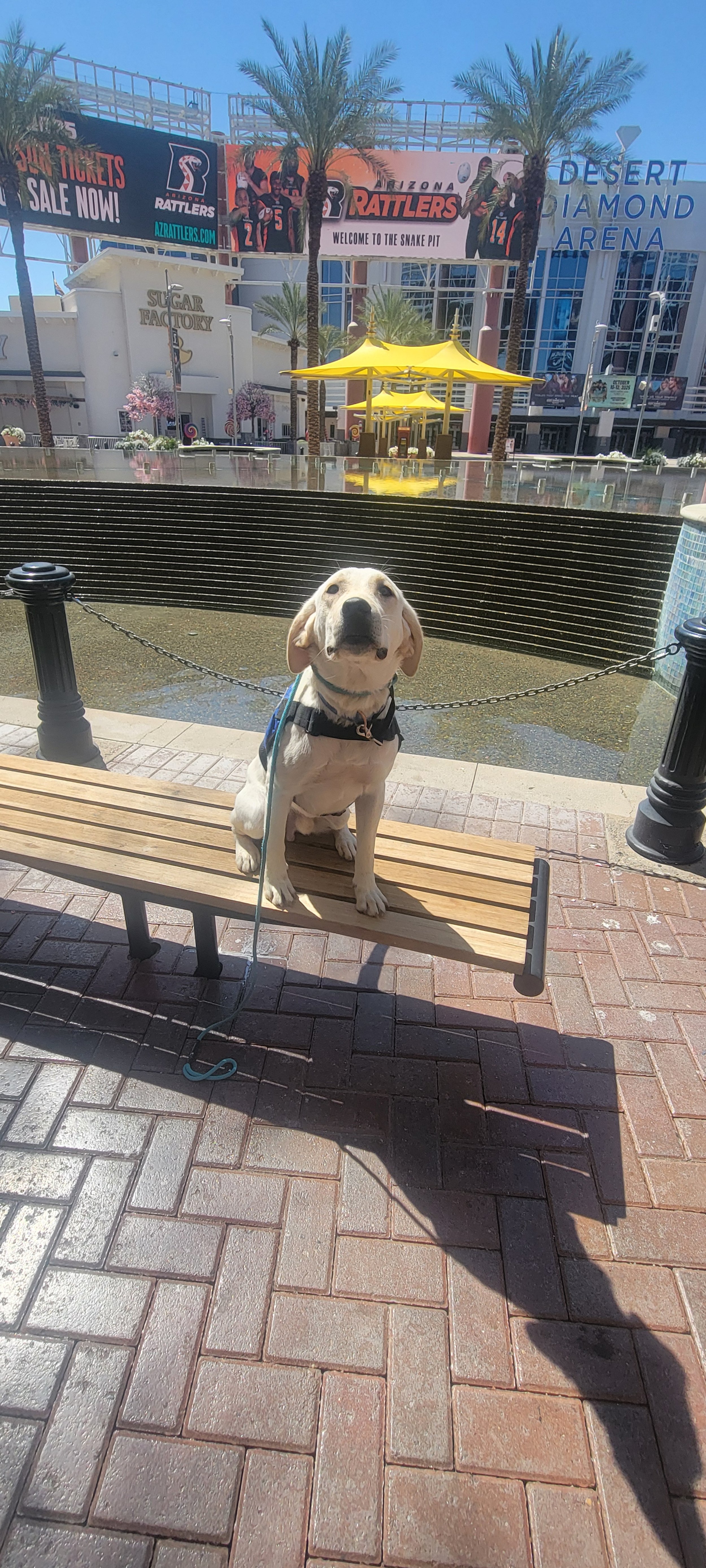 CJ - M Labrador