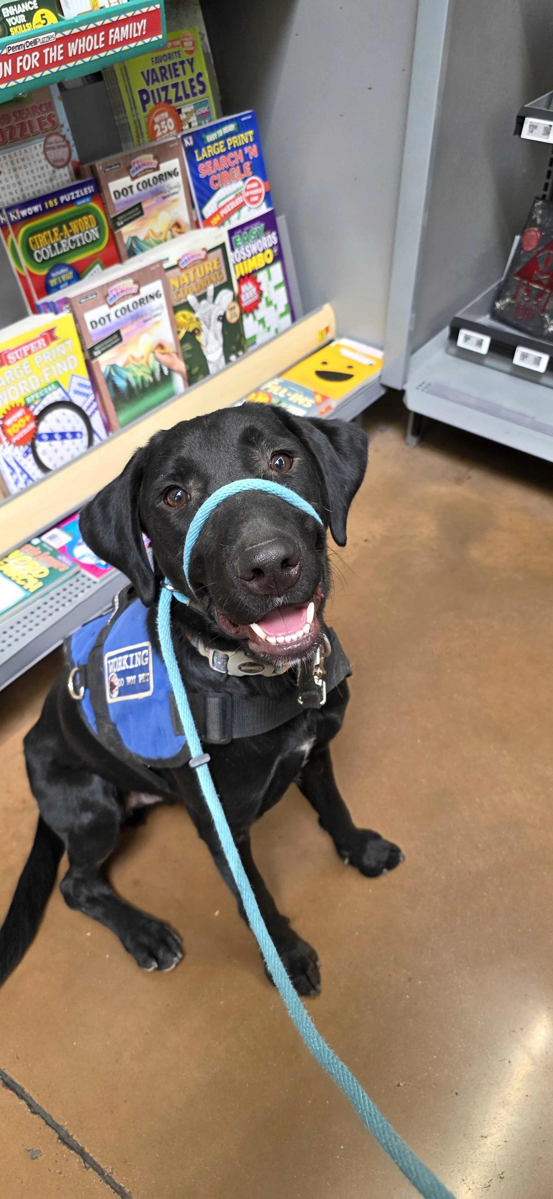 Austin - M Labrador