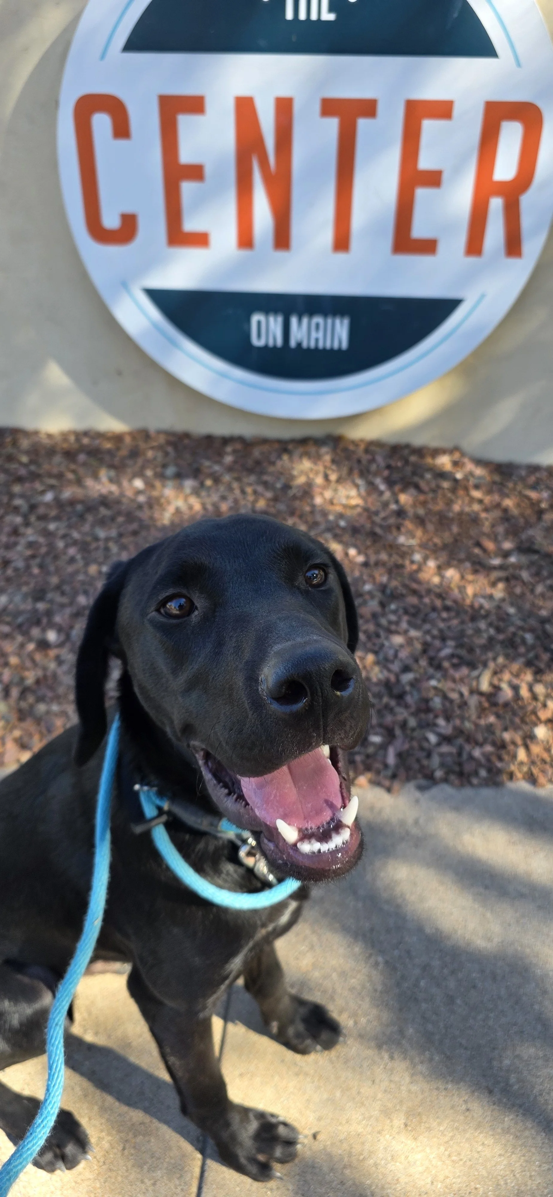 Radar - M Labrador