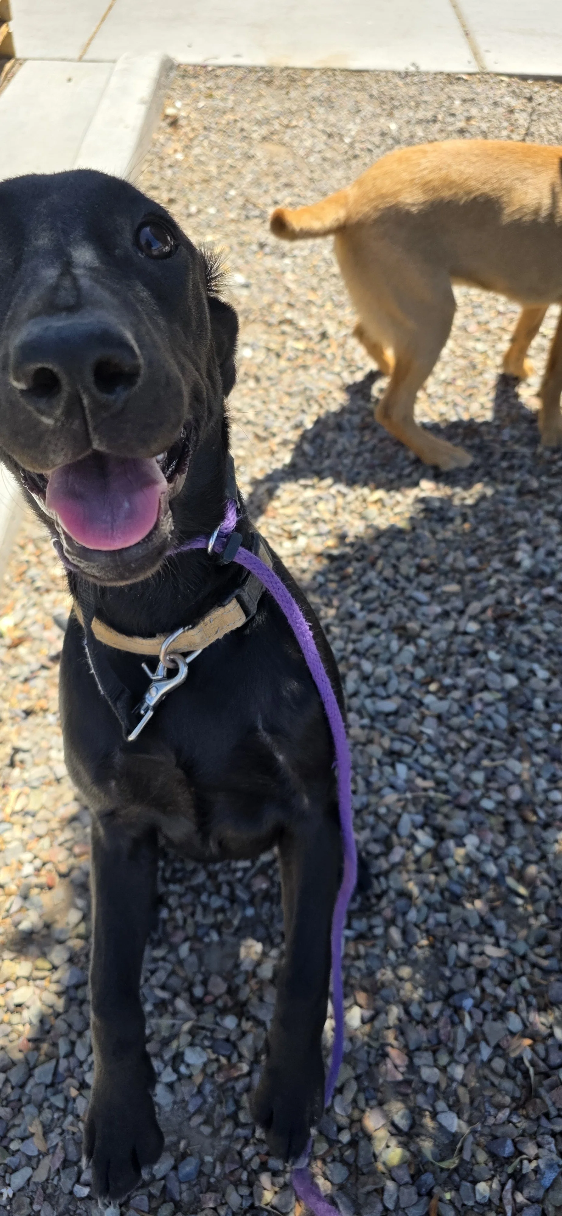Ruthie - Labrador