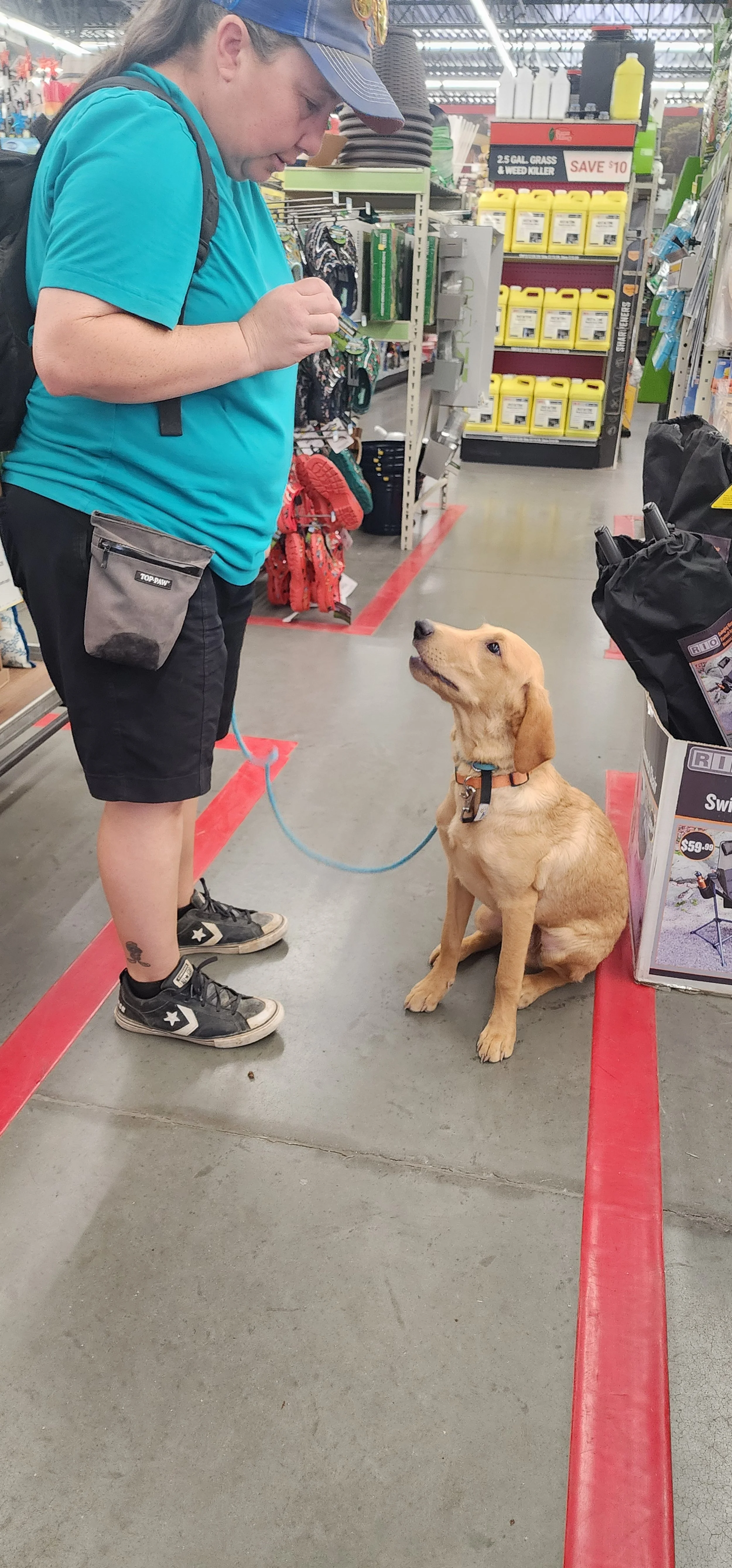 Joe- Male Labrador