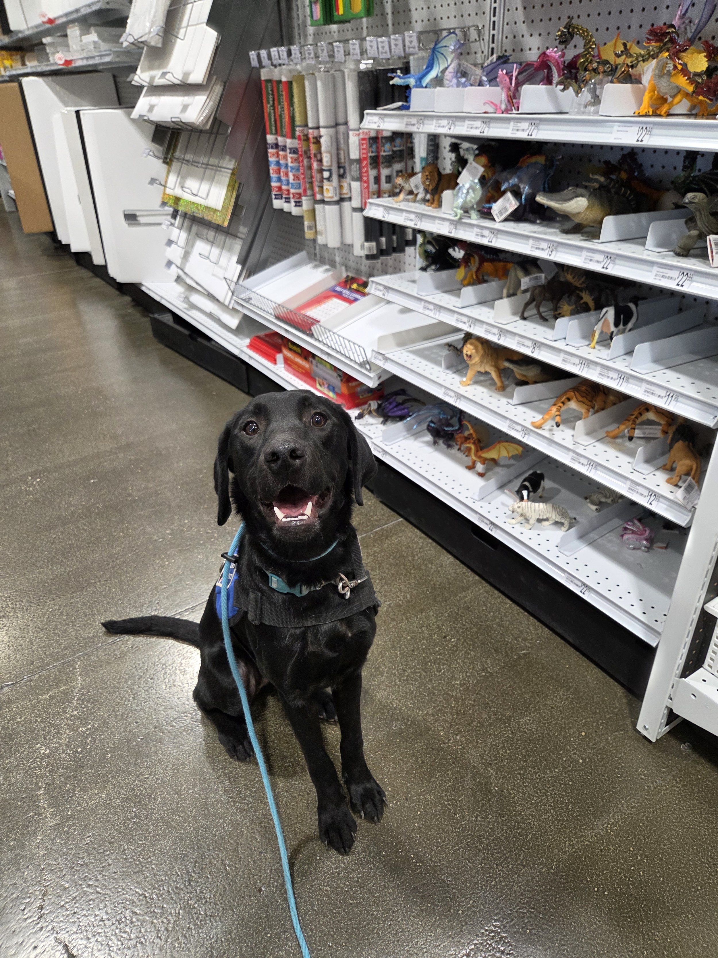 Ozzie - M Labrador