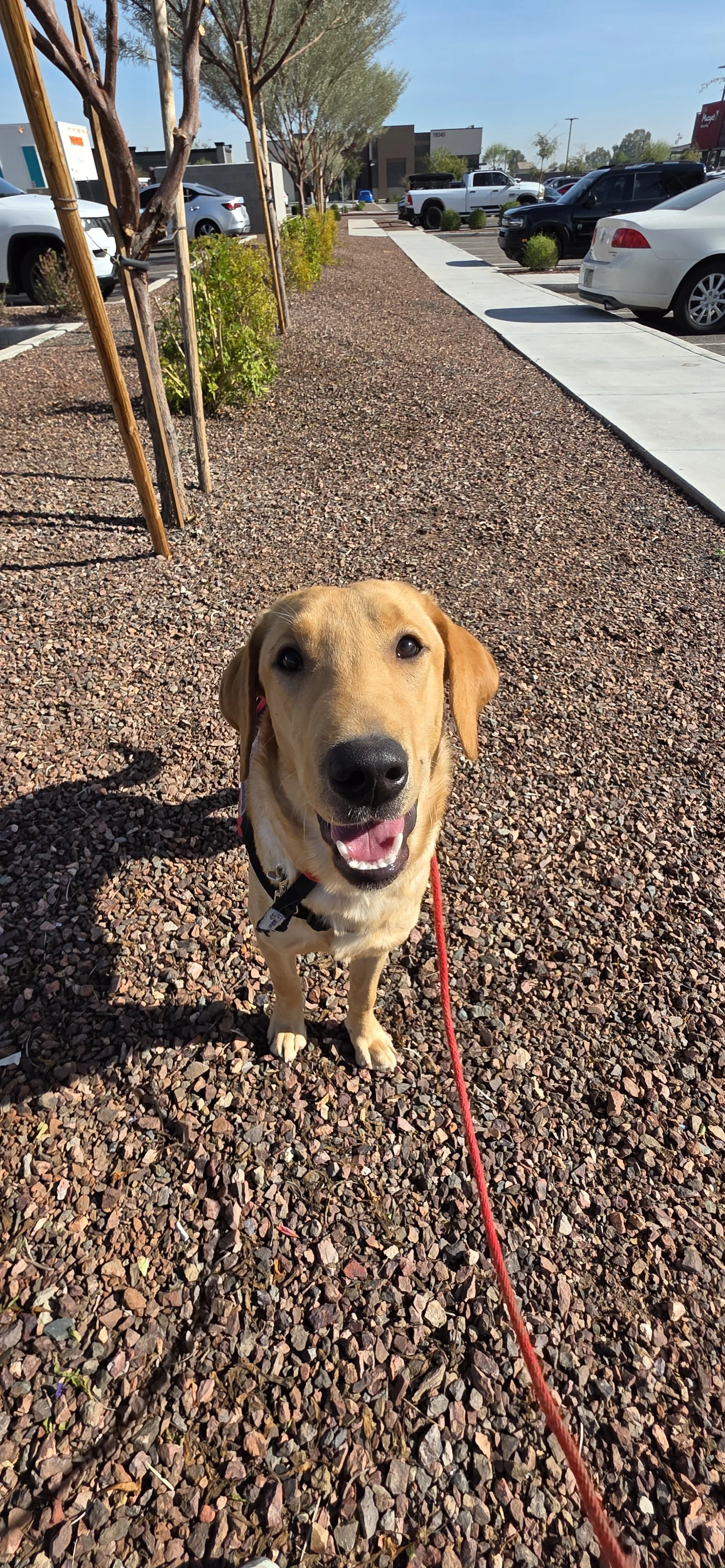 Buddy - Male Labrador