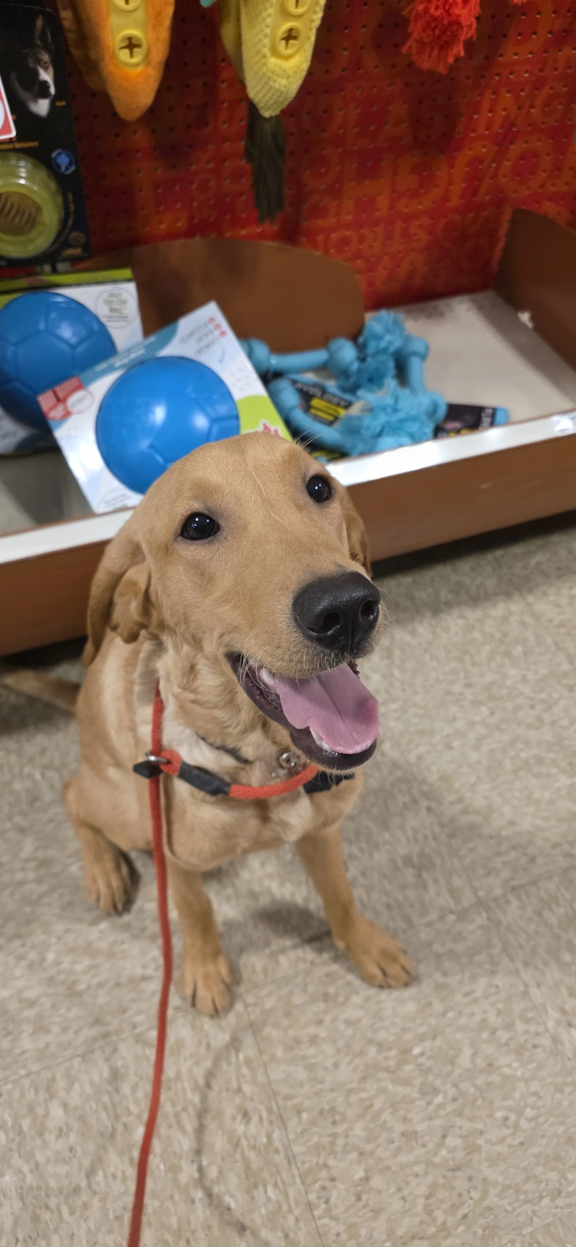 Joe-  Male Labrador