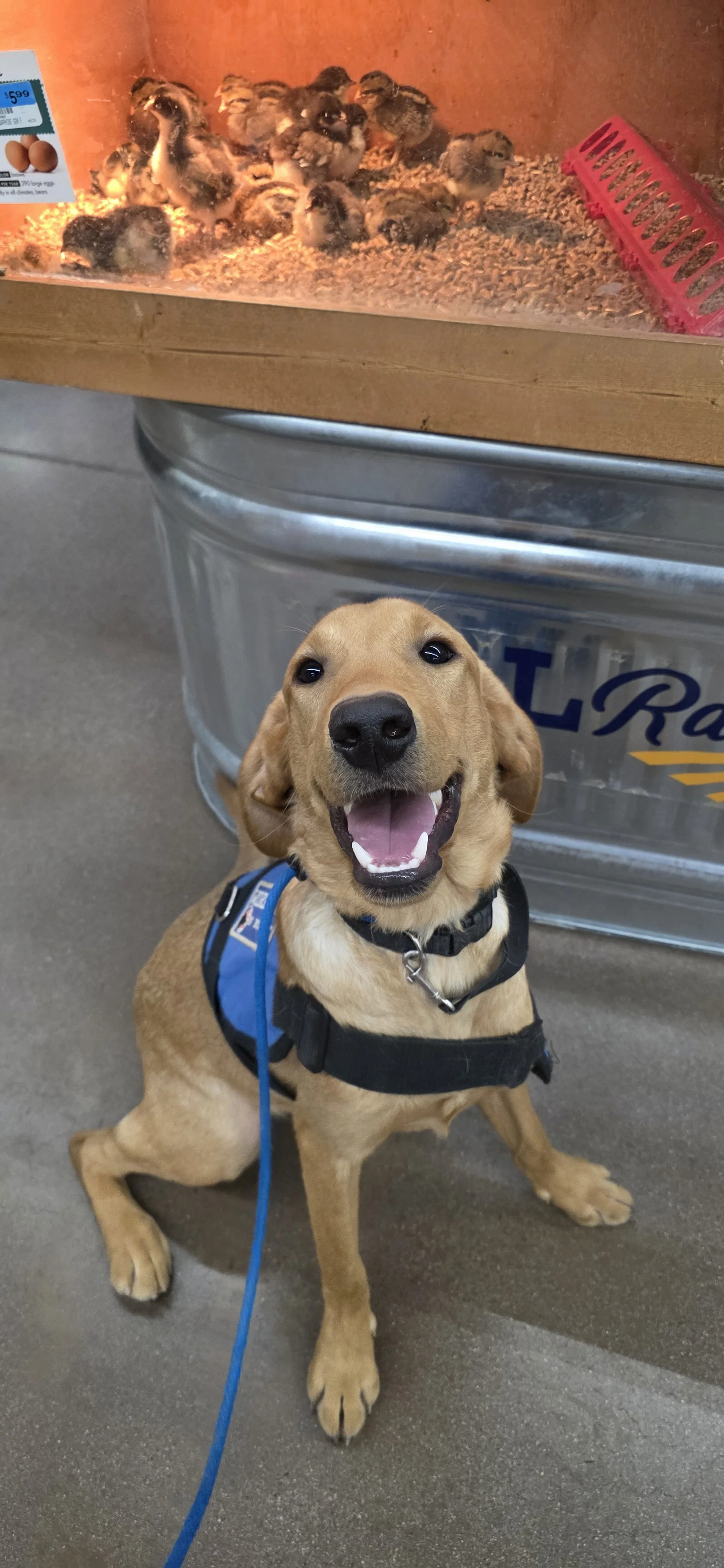 Ray - Male Labrador