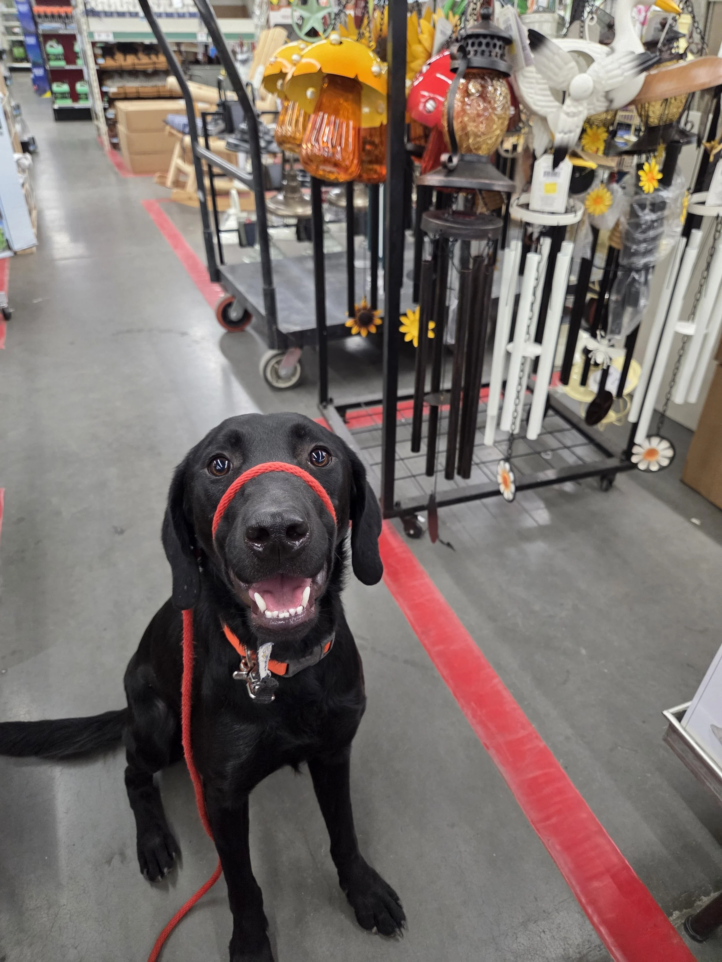 Bronx - M Labrador