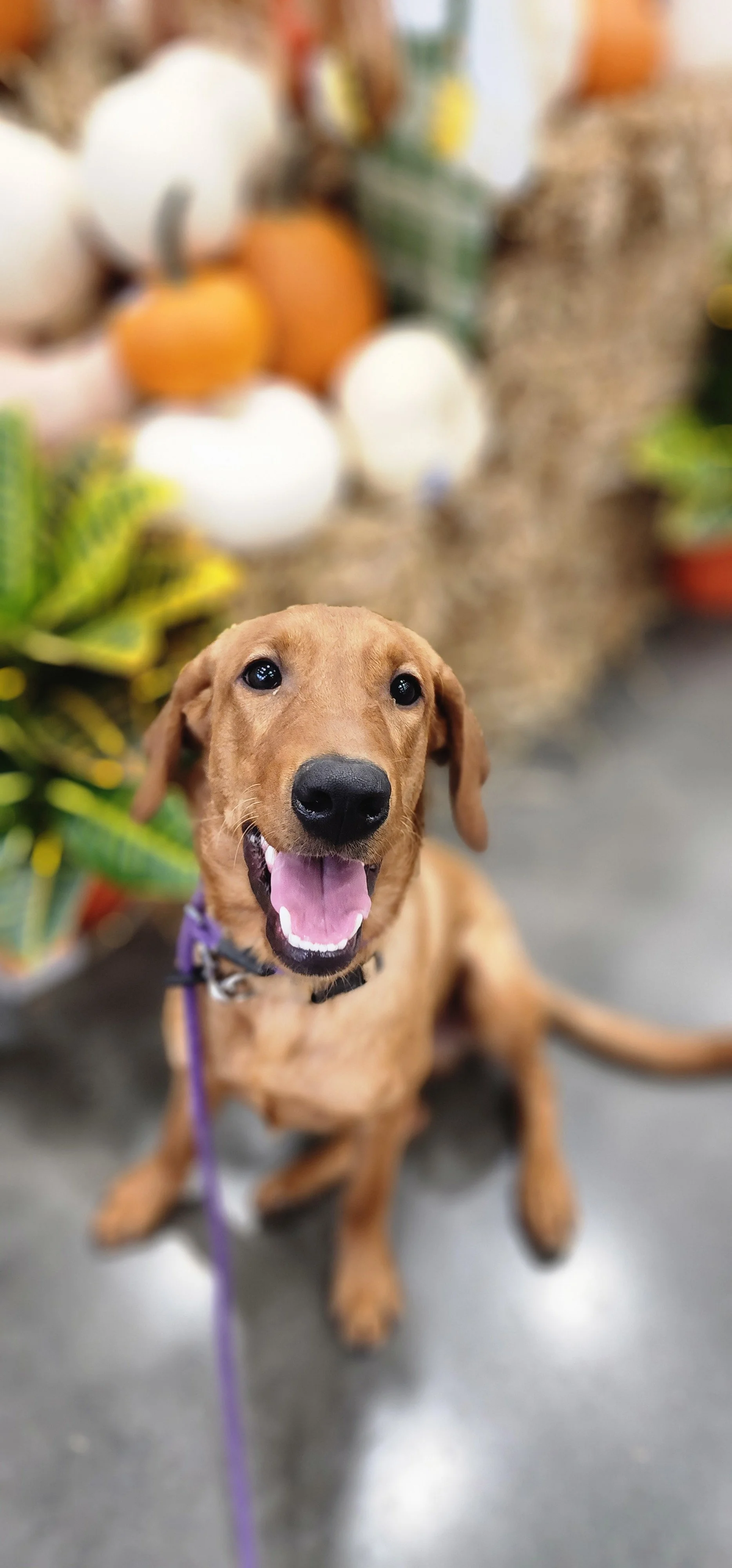 Ray - Male Labrador