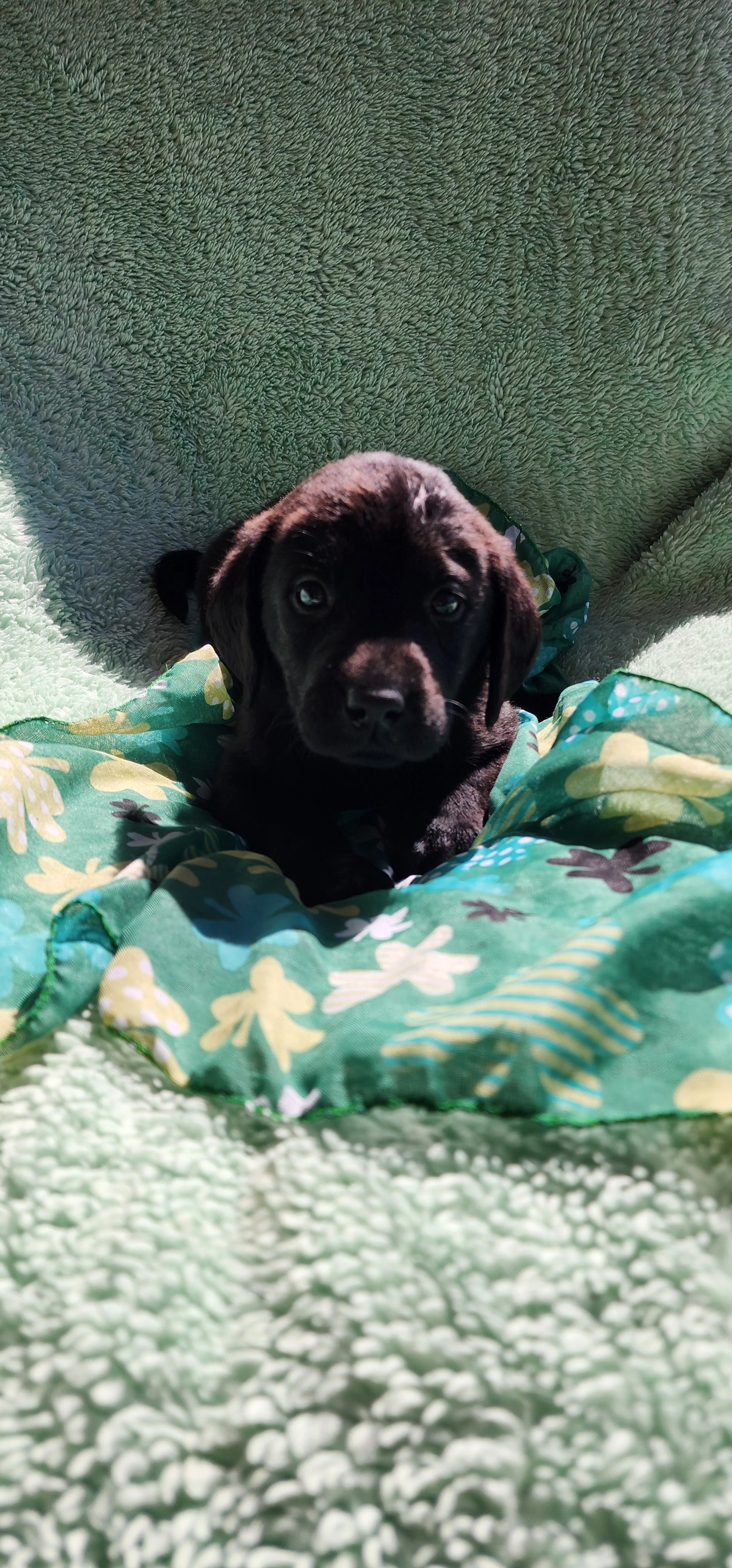 Bronx - M Labrador