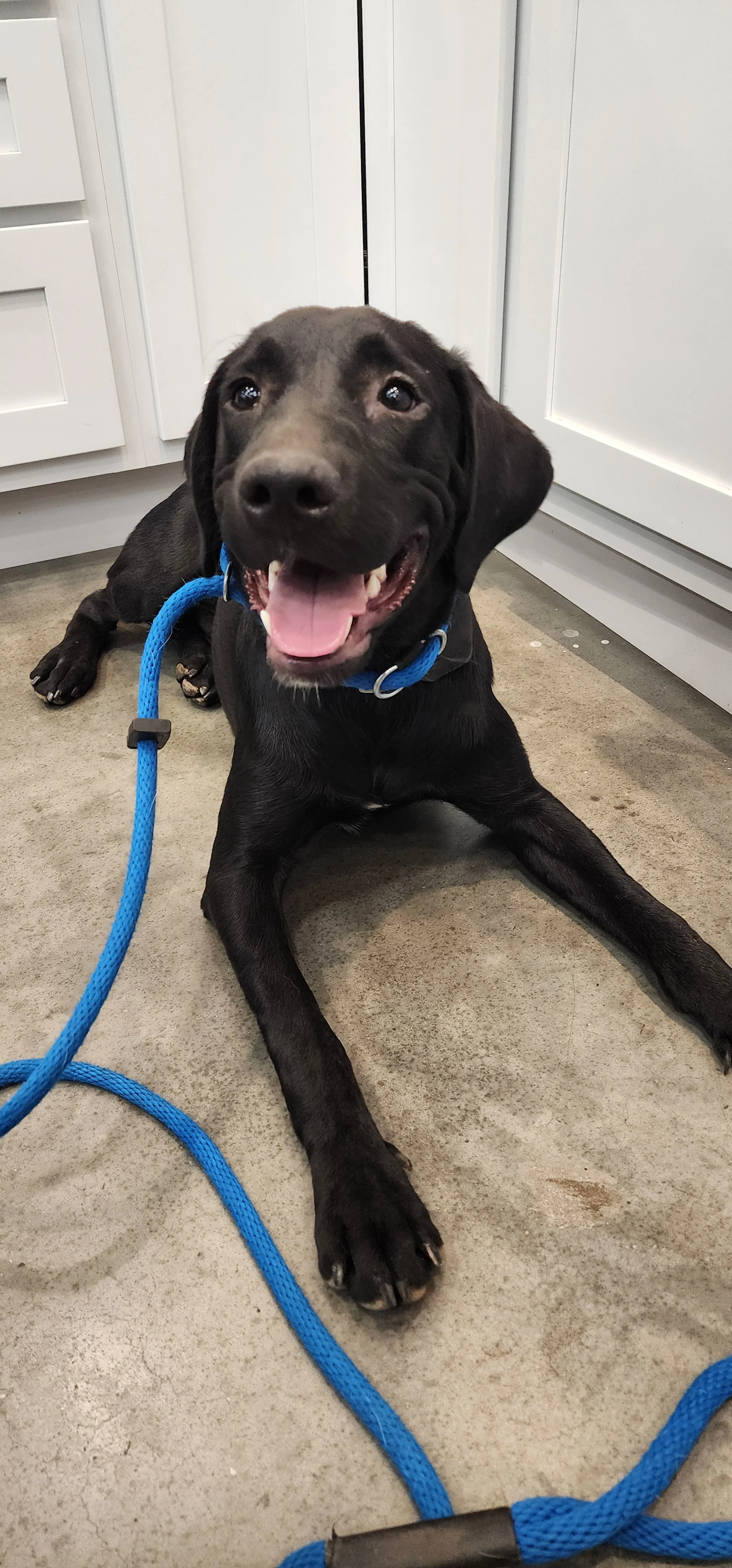 Austin - M Labrador