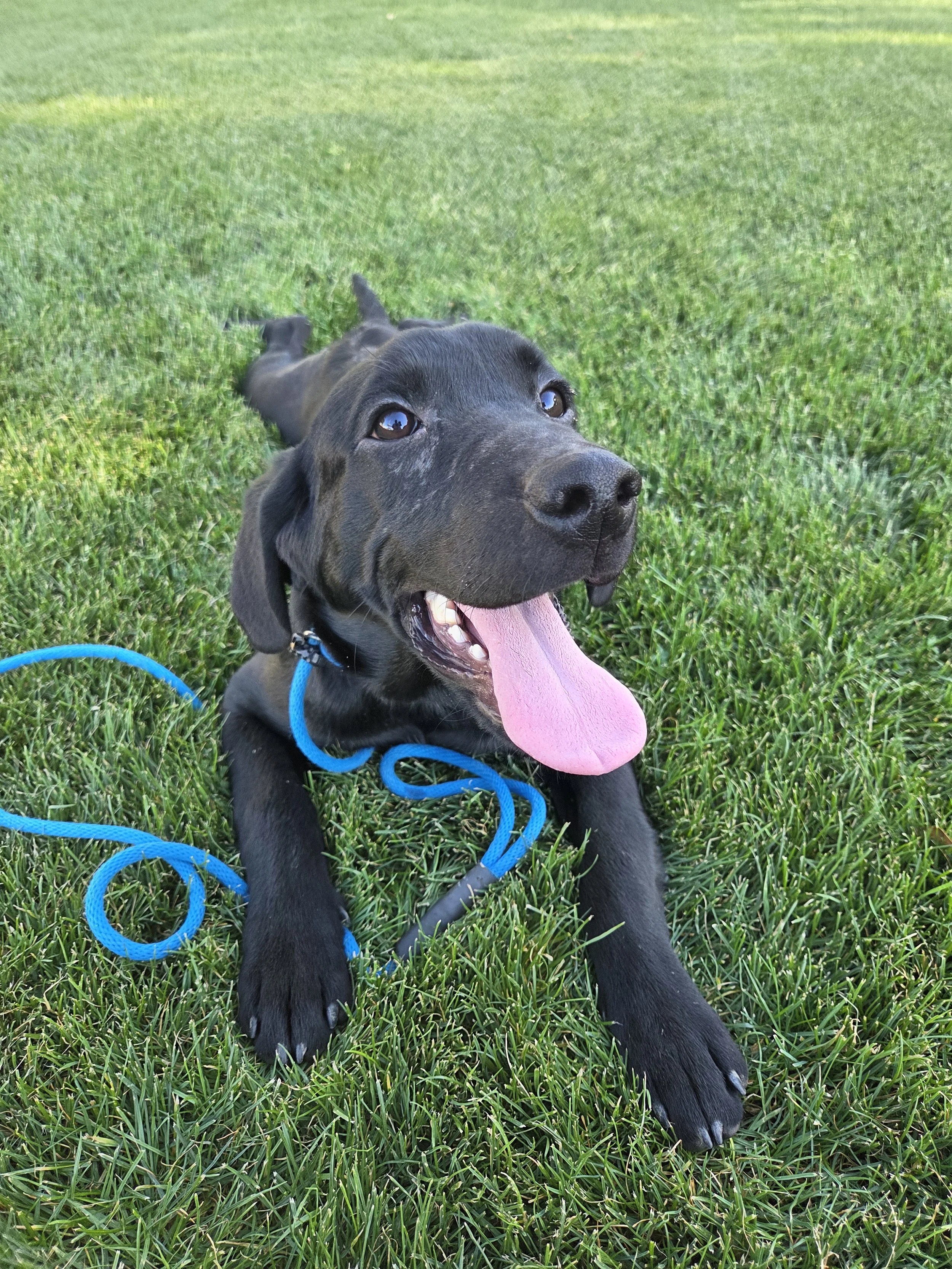 Ace - M Labrador