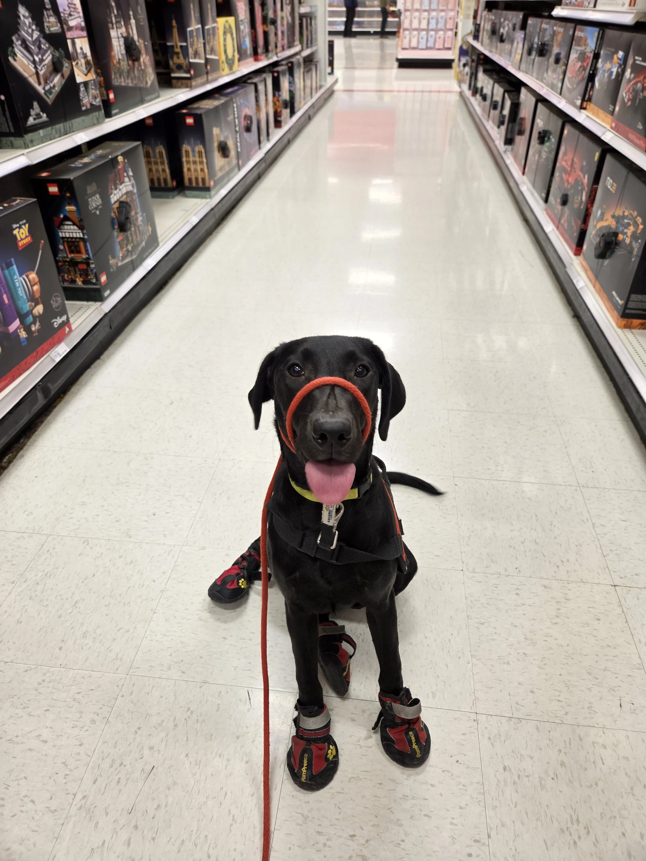 Suzie Q - Female Labrador