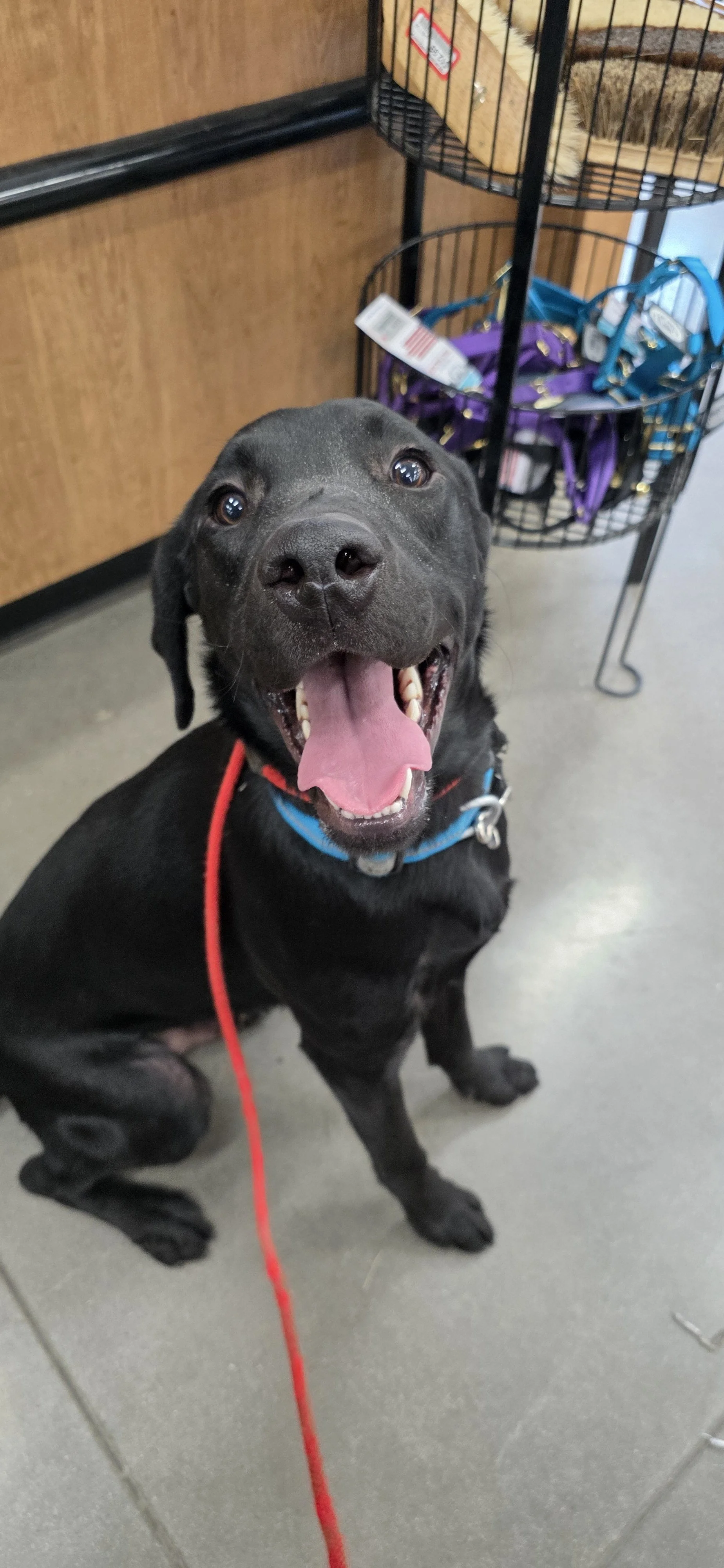 Ranger - Male Labrador