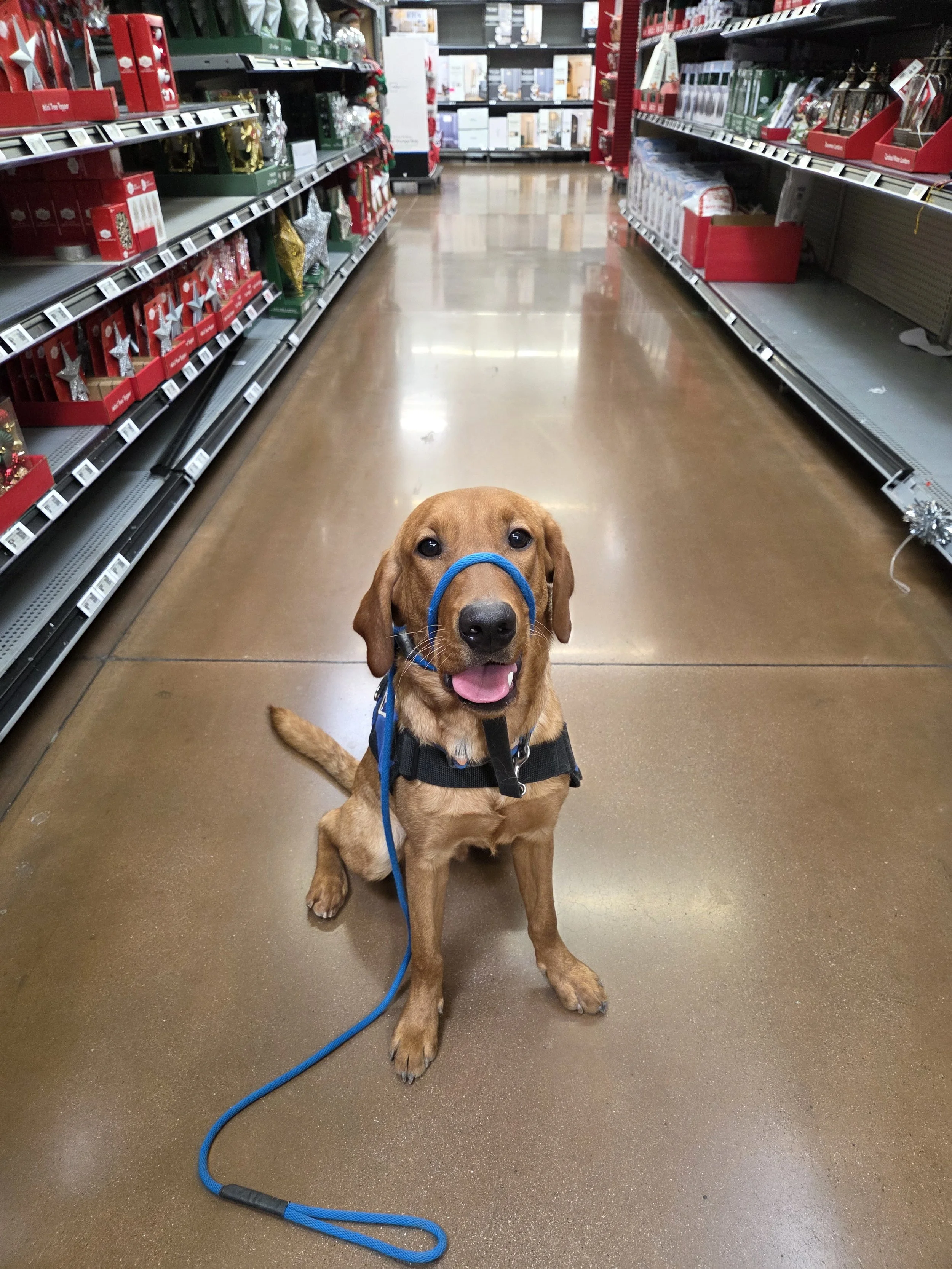 Ray - Male Labrador