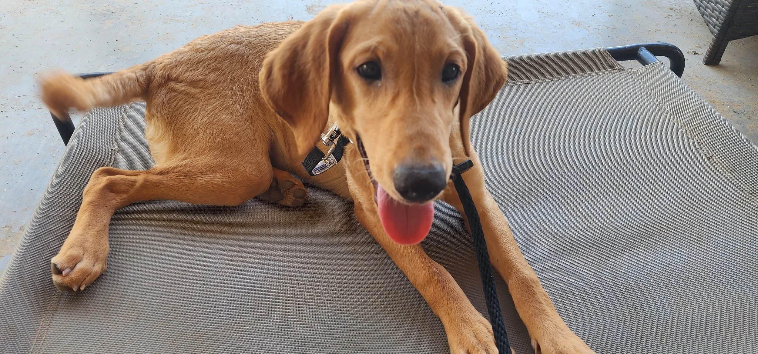 Joe- Male Labrador