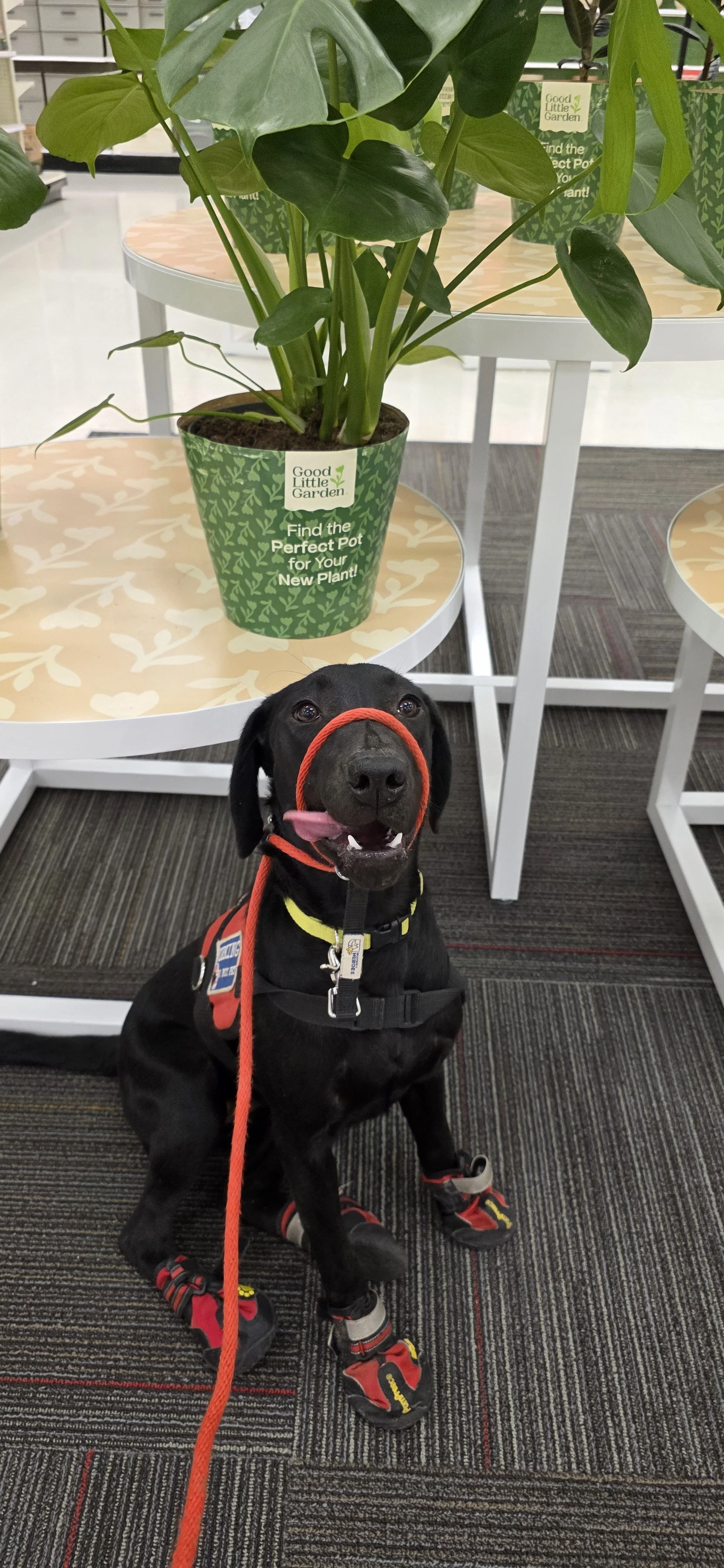 Suzie Q - Female Labrador