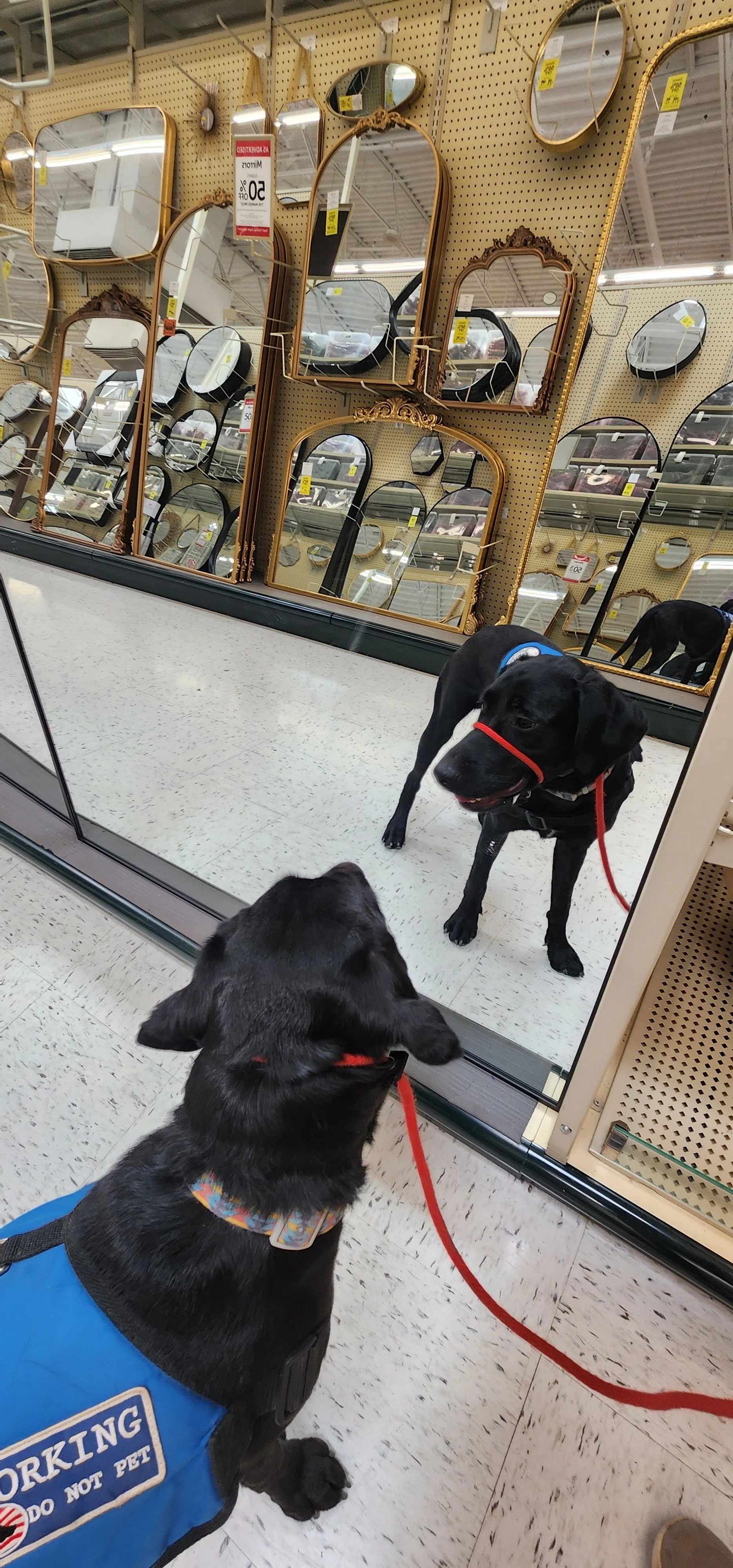 Austin - M Labrador