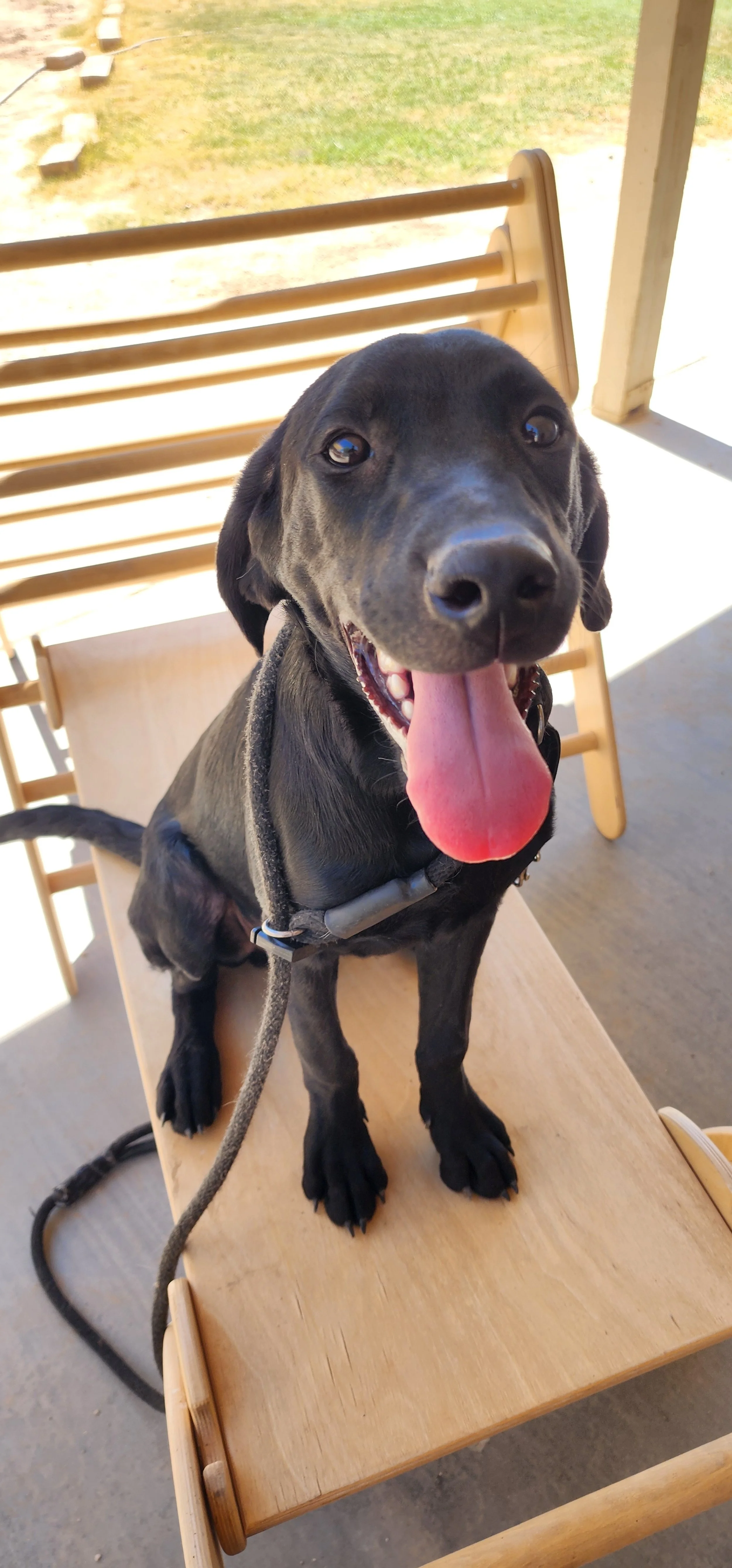Bronx - M Labrador