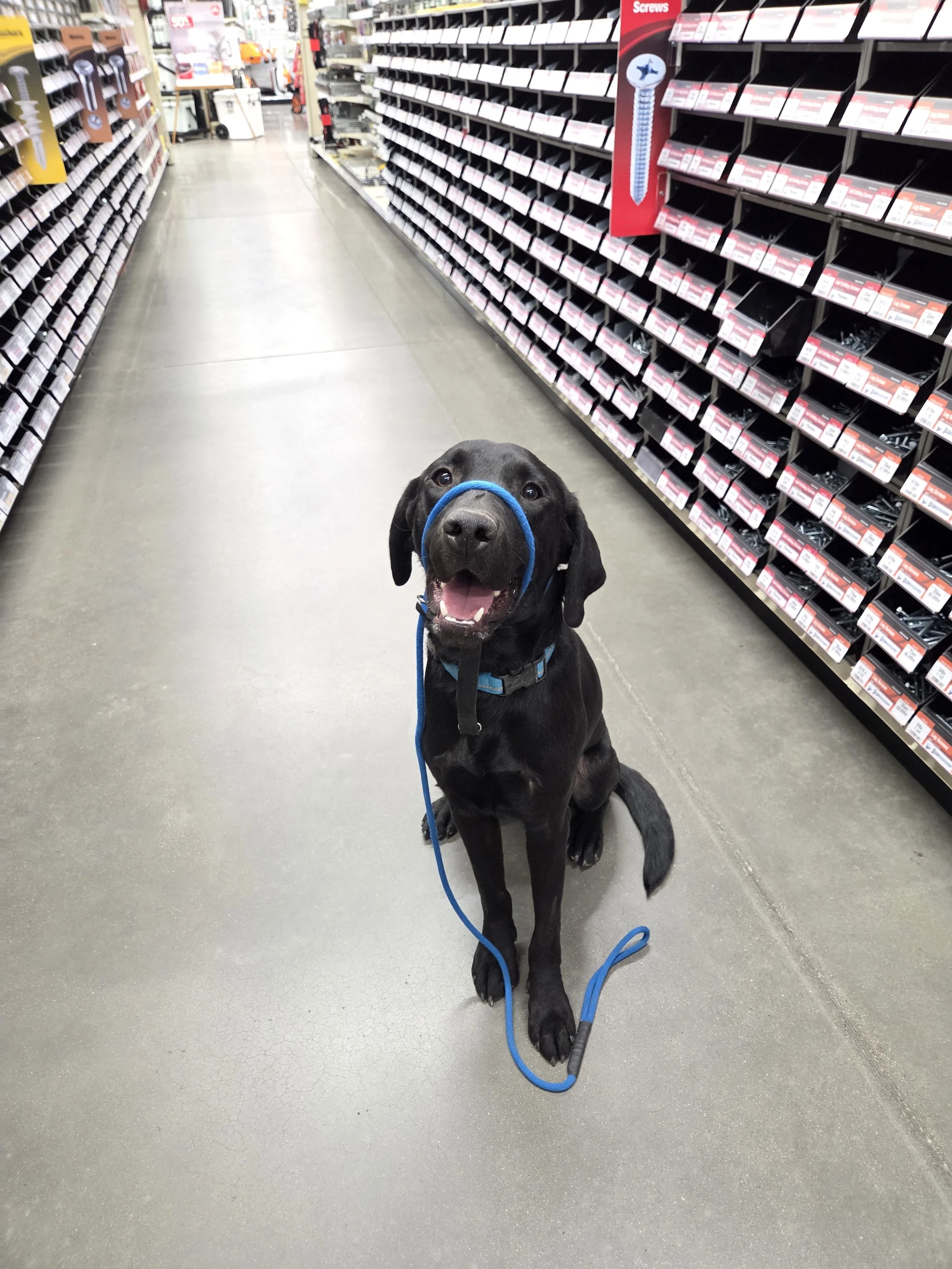 Ranger - Male Labrador