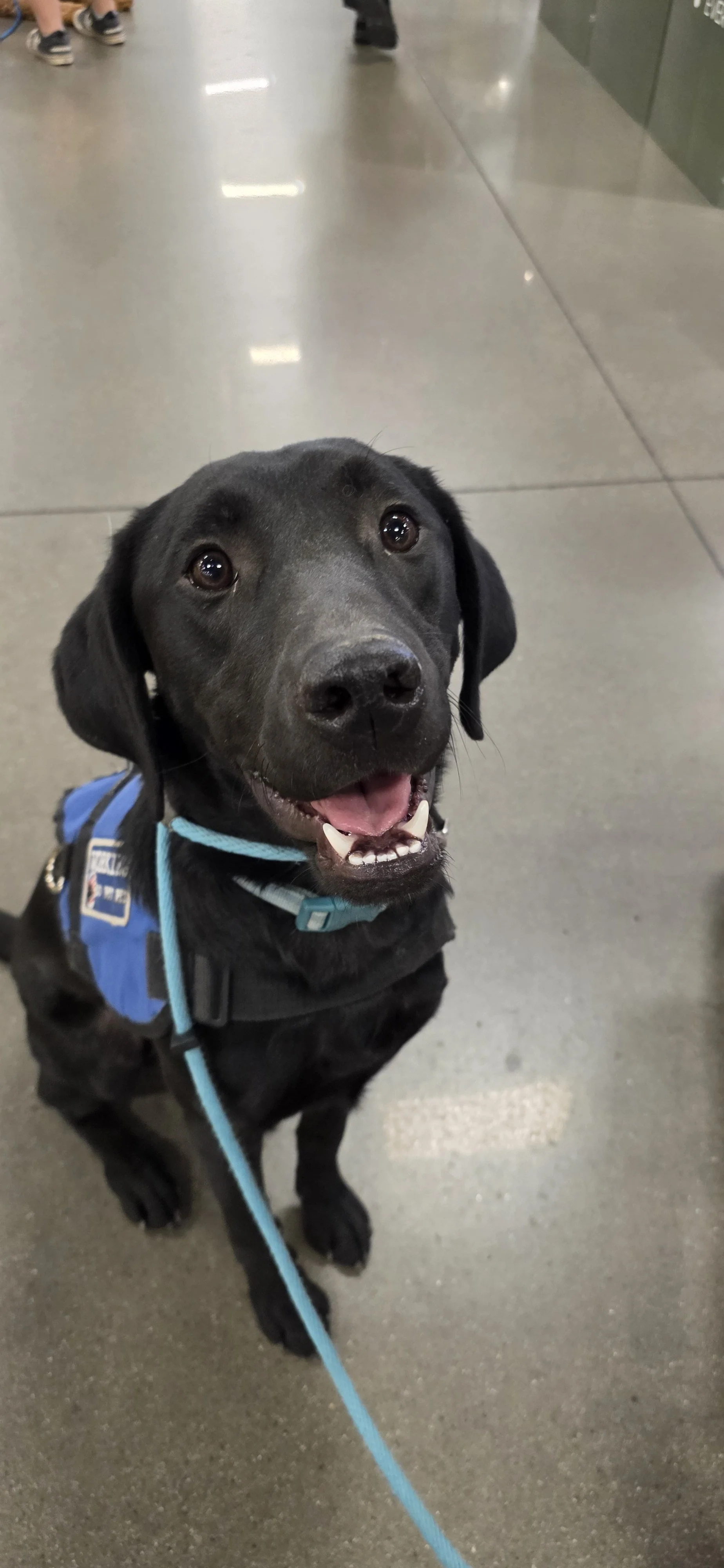 Ozzie - M Labrador