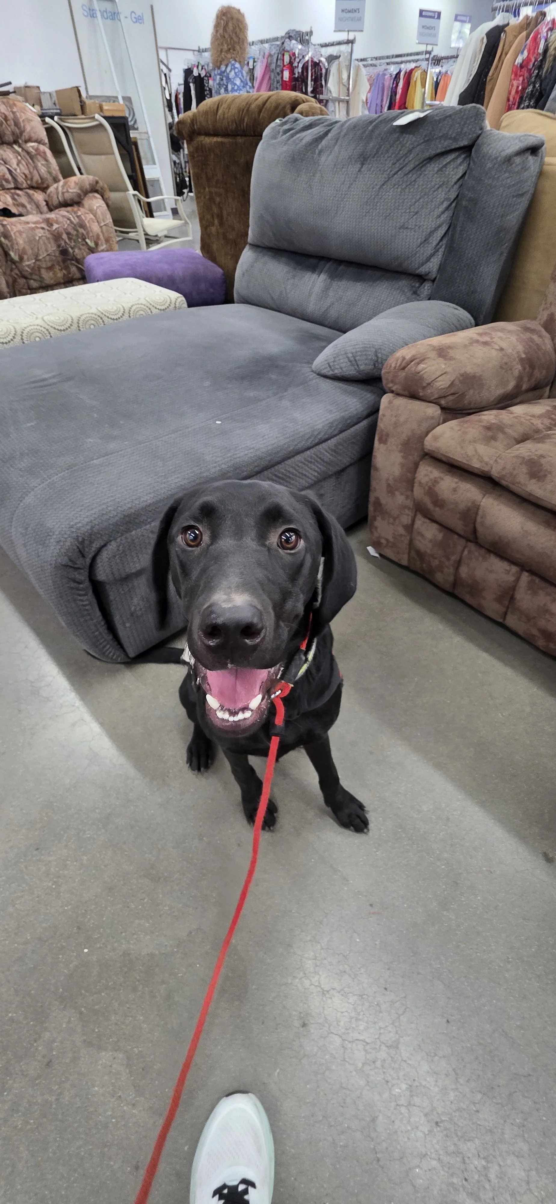 Radar - M Labrador