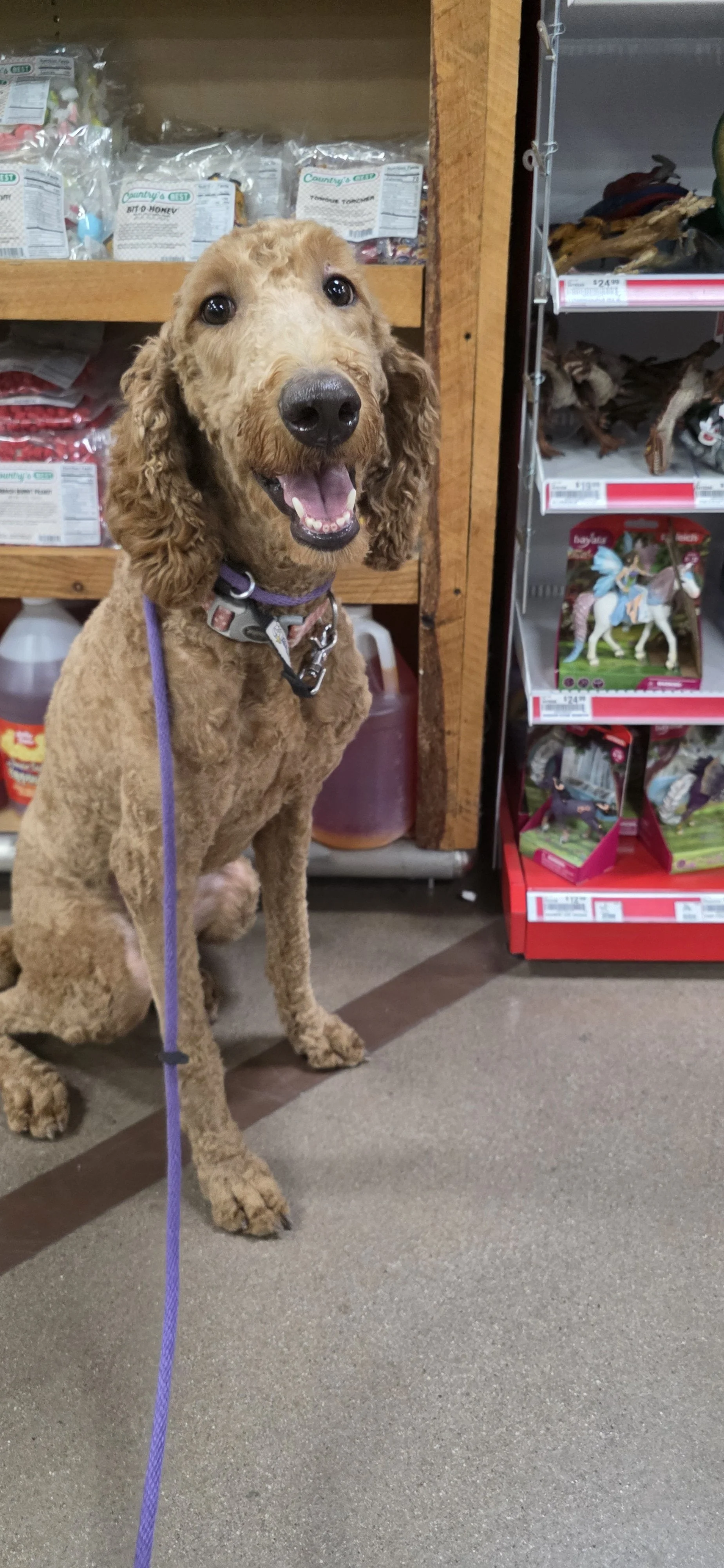 Brandy - F Goldendoodle