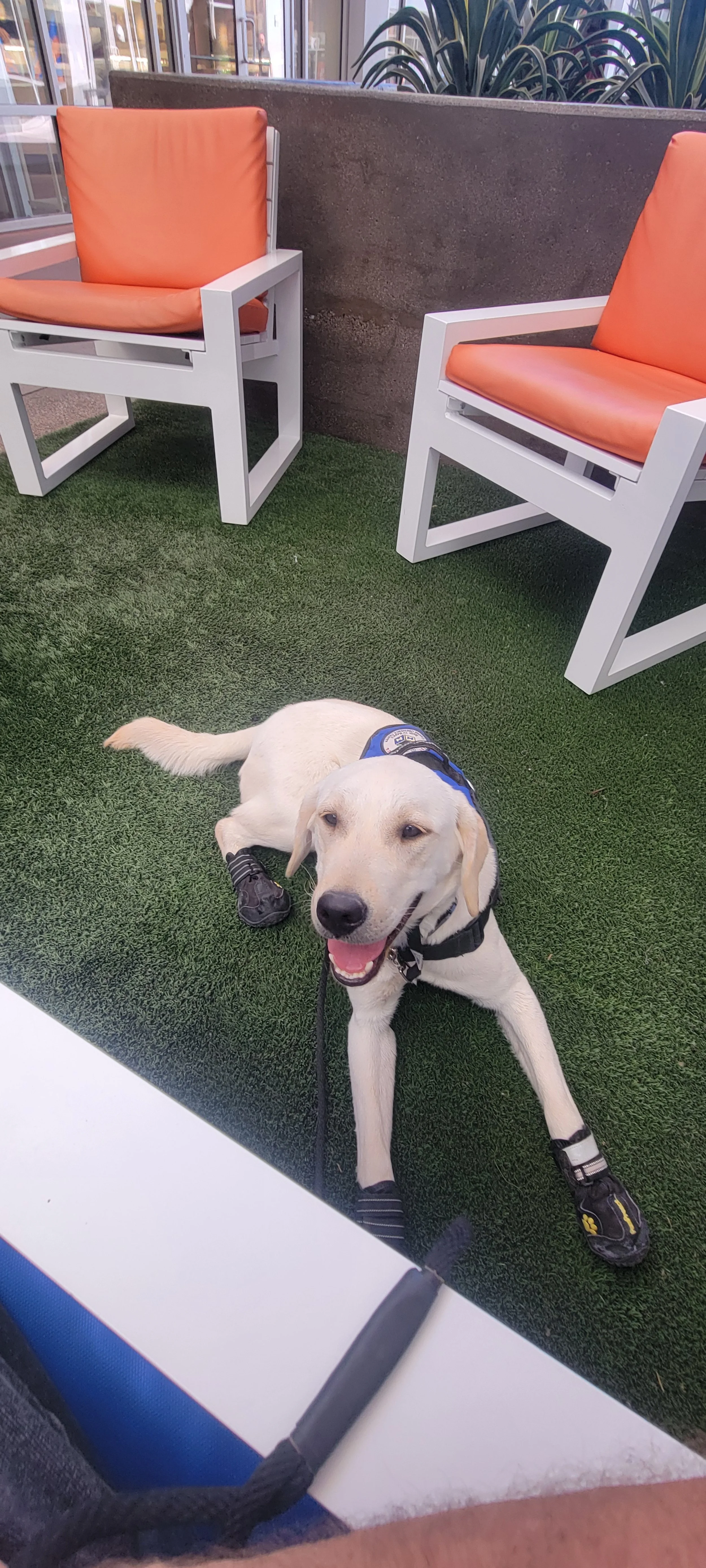 CJ - M Labrador