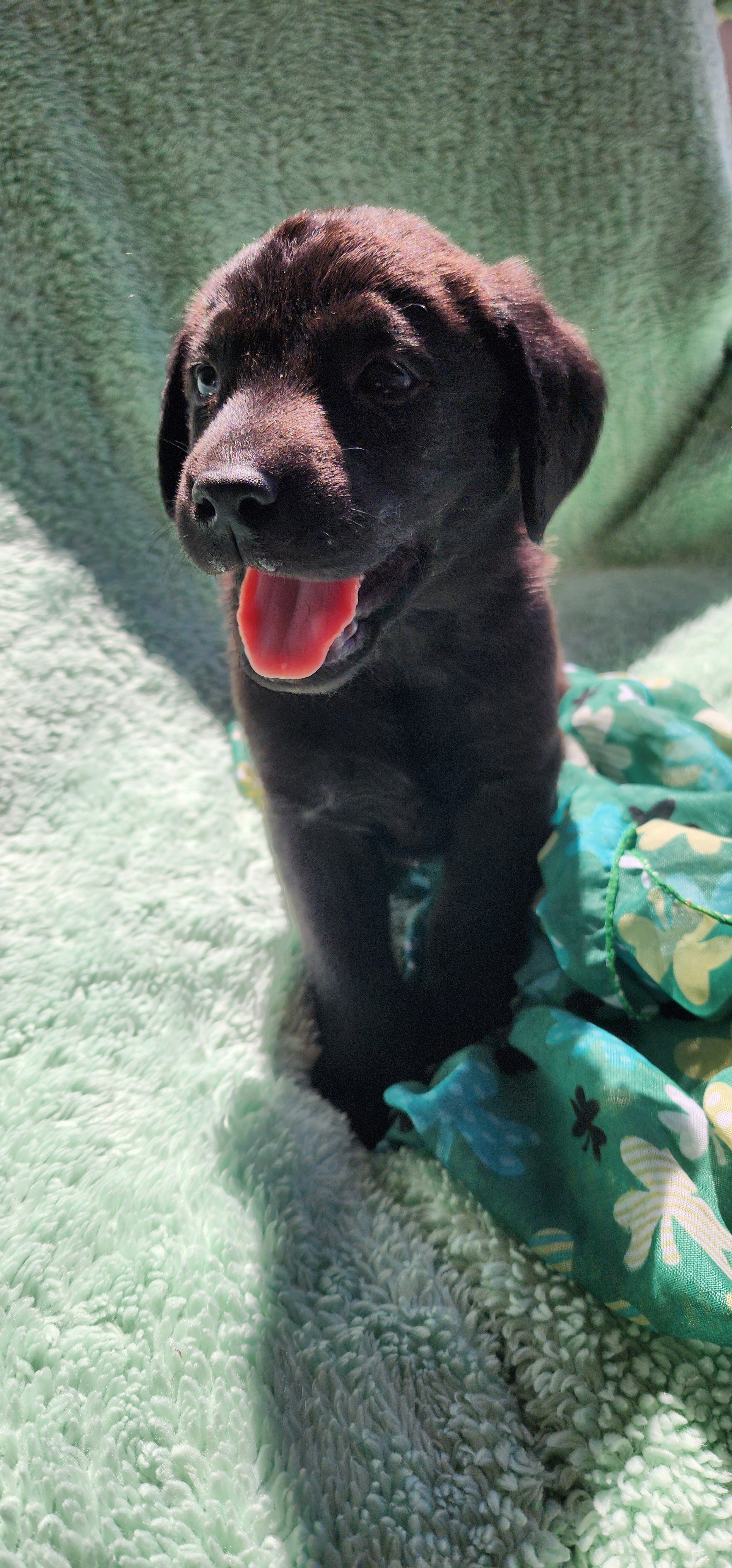 Ozzie - M Labrador