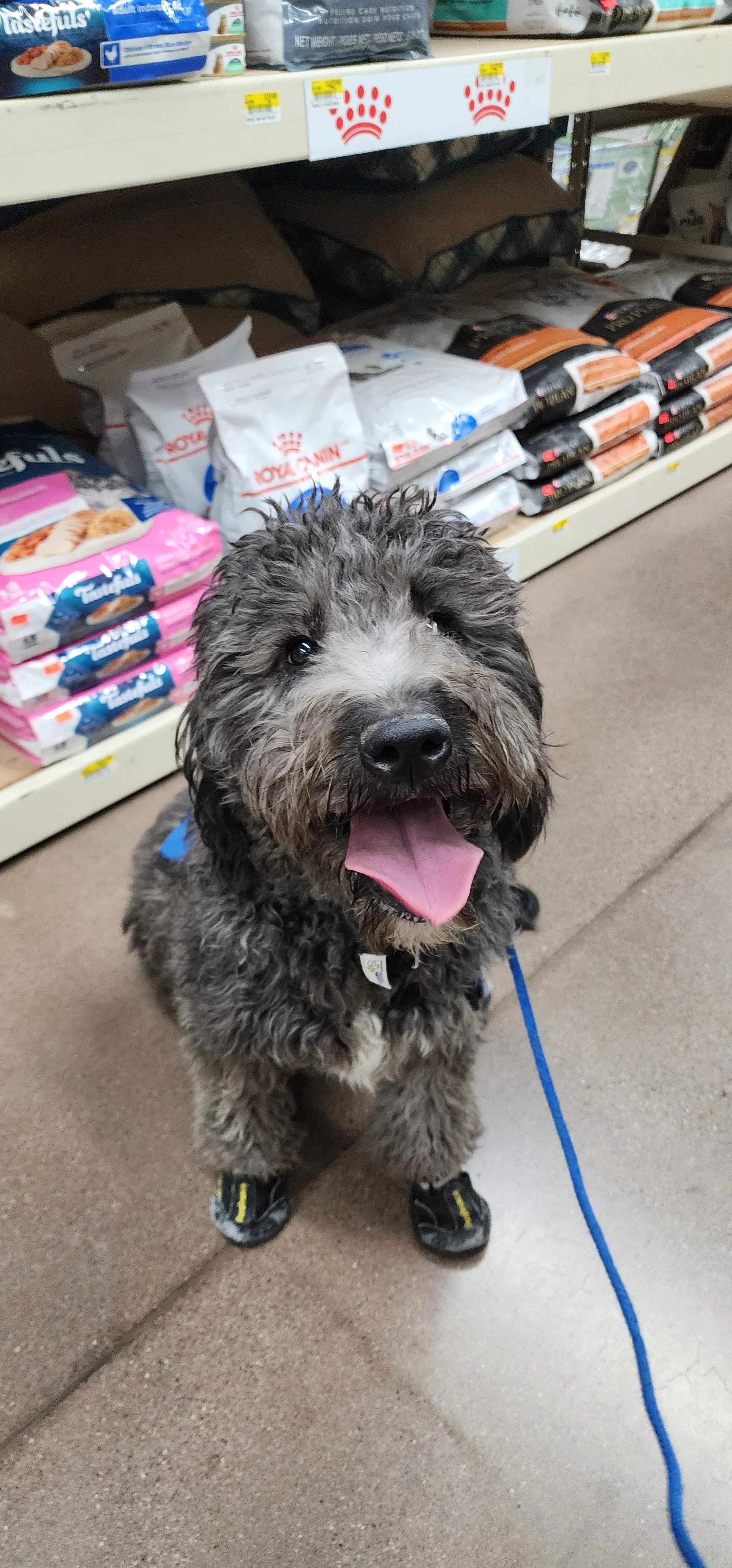 June F Goldendoodle 