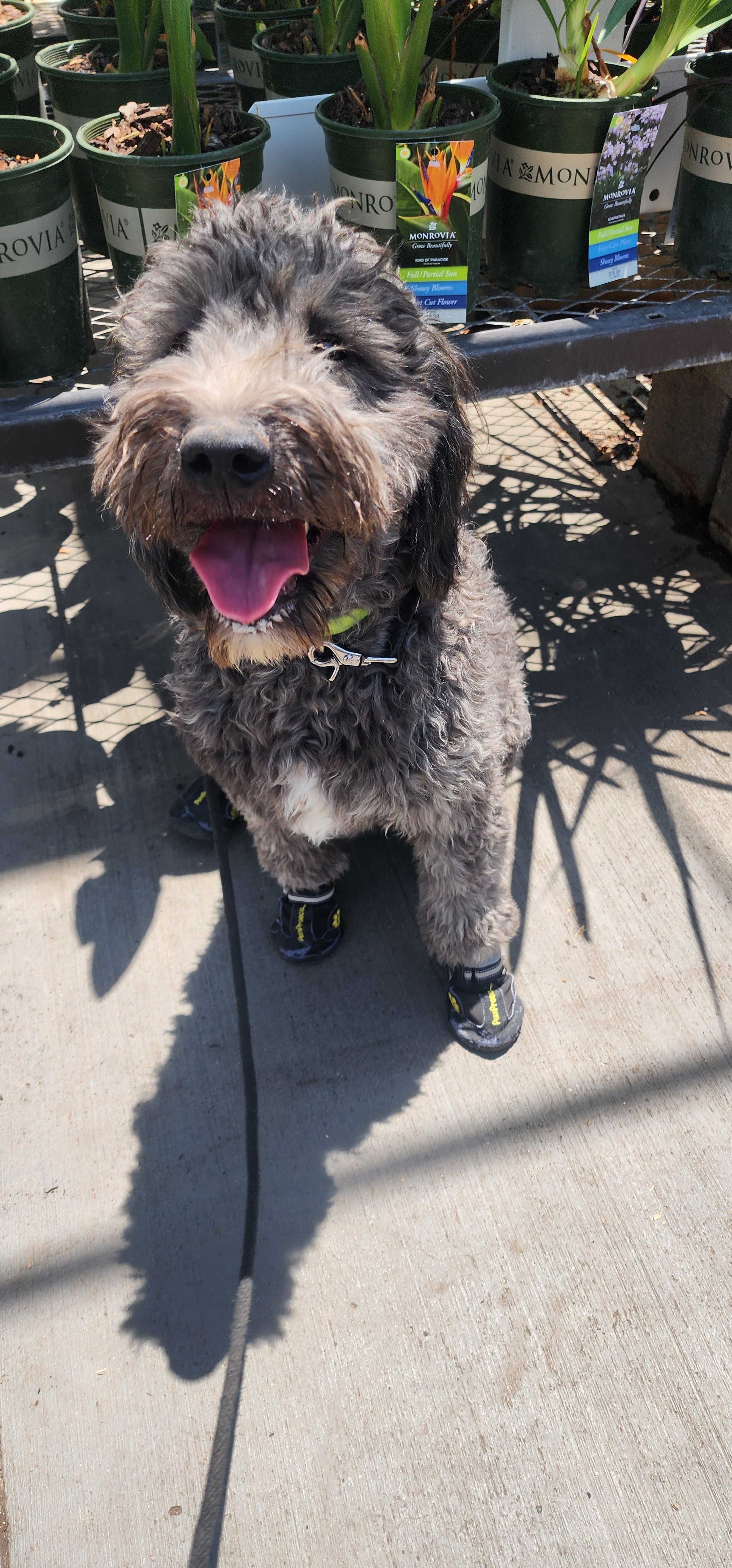 Chedda -F Goldendoodle