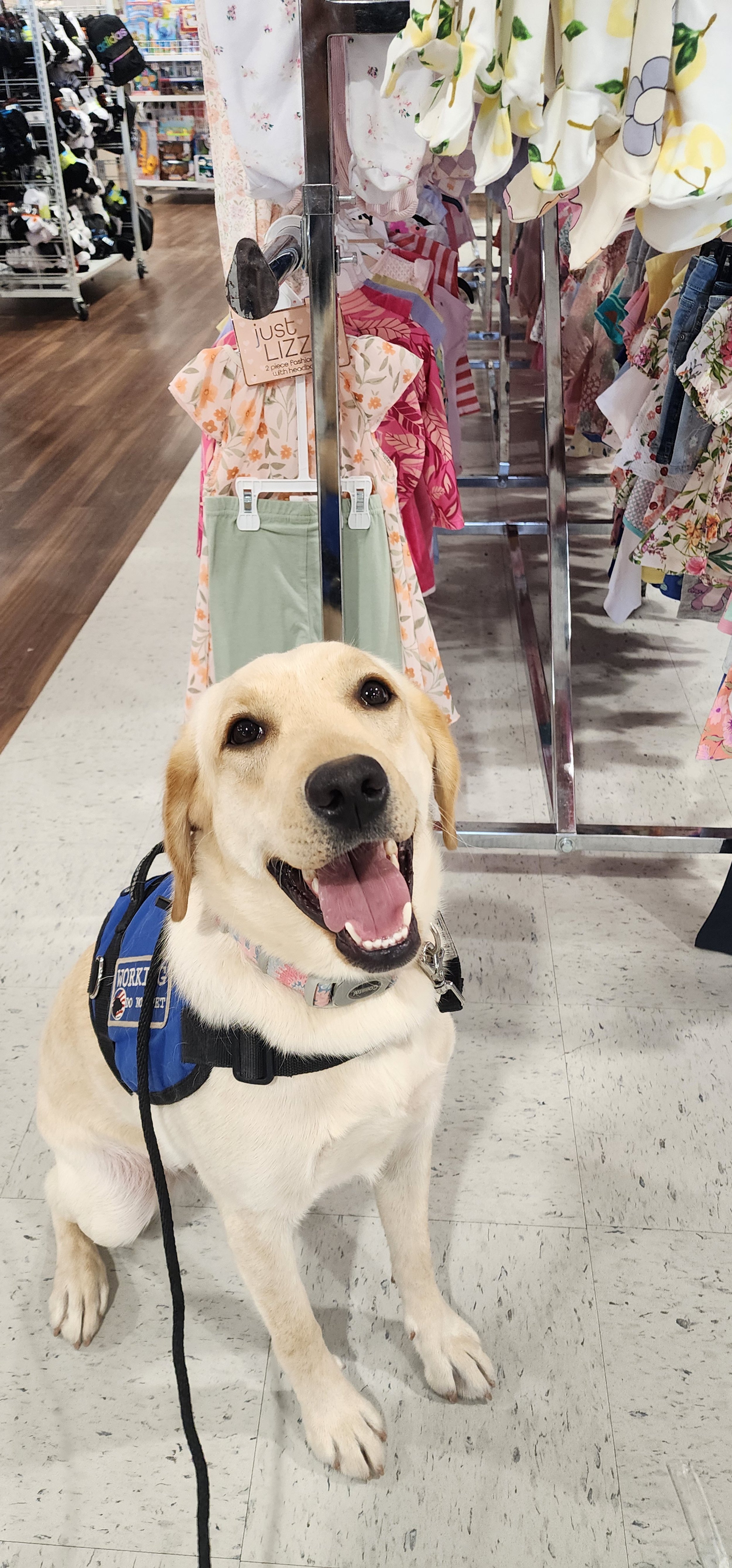 Emmy - F Labrador
