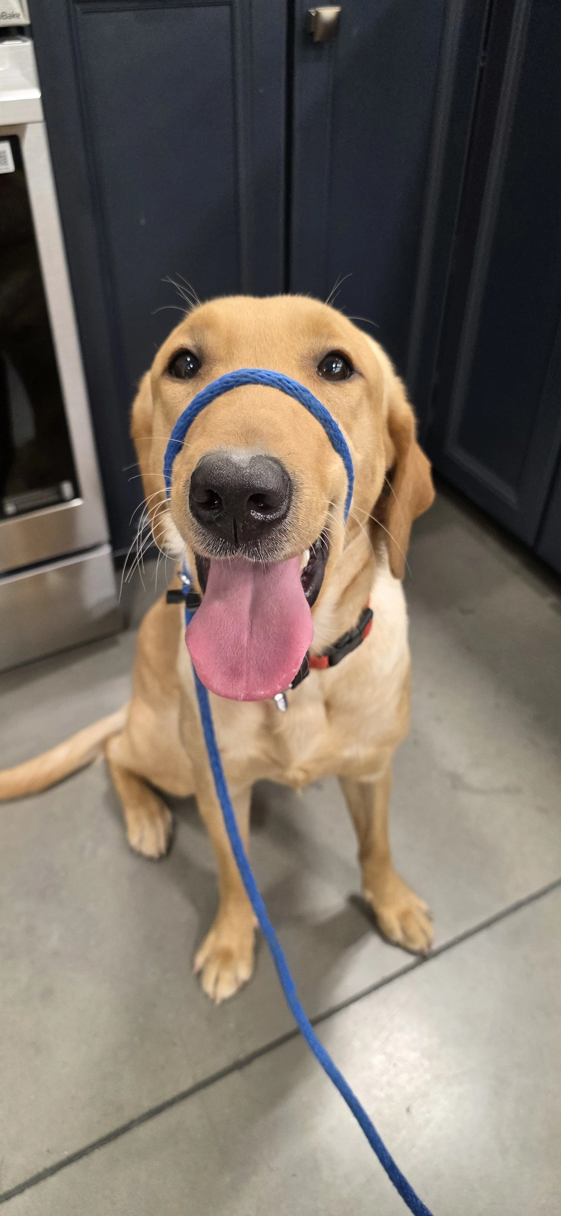 Buddy - Male Labrador
