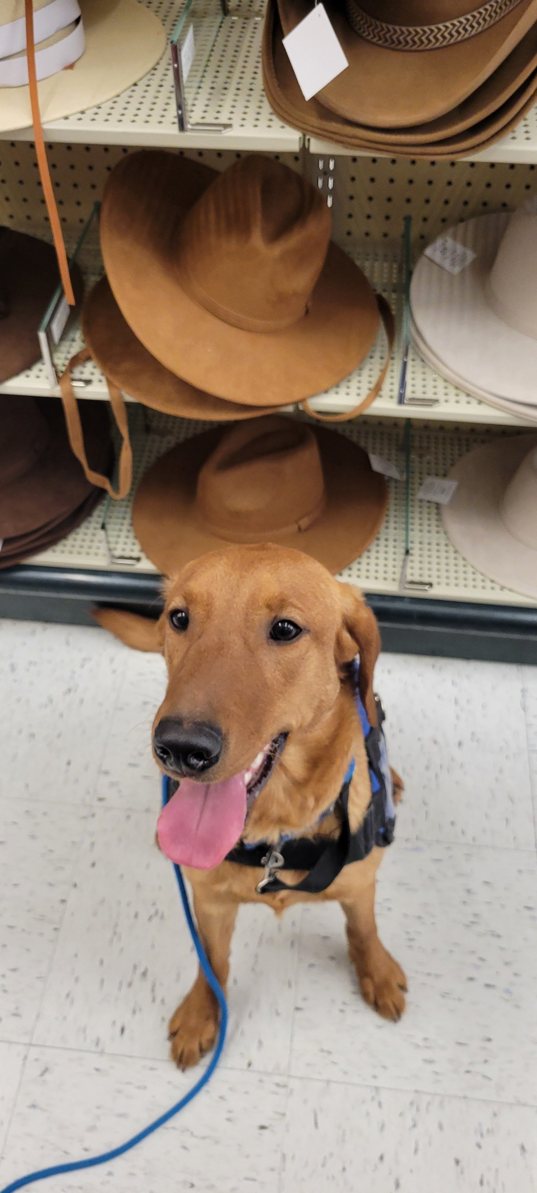 Ray - Male Labrador