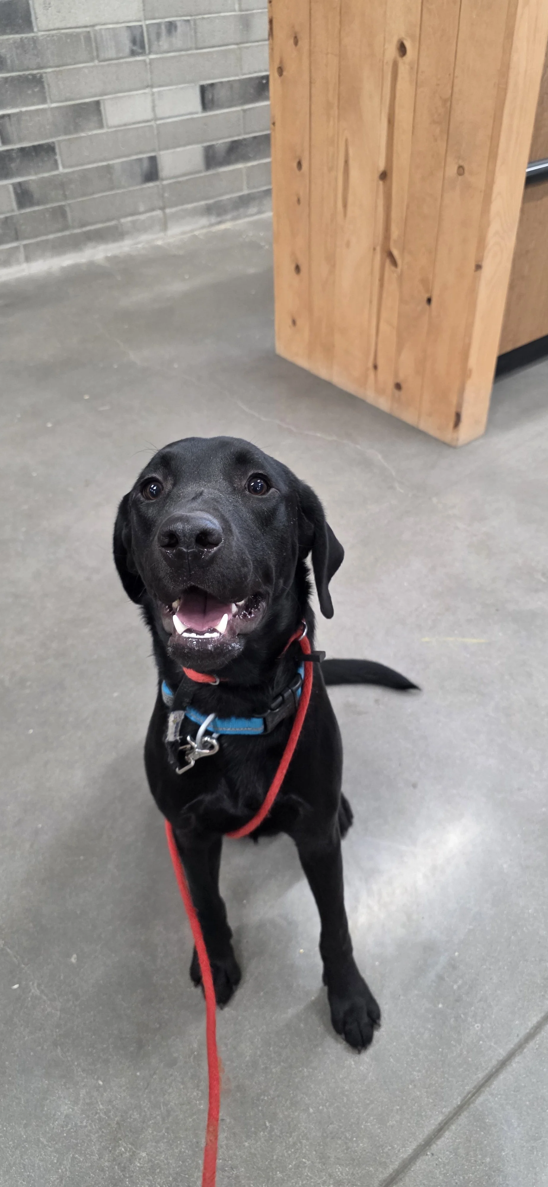 Ranger - Male Labrador