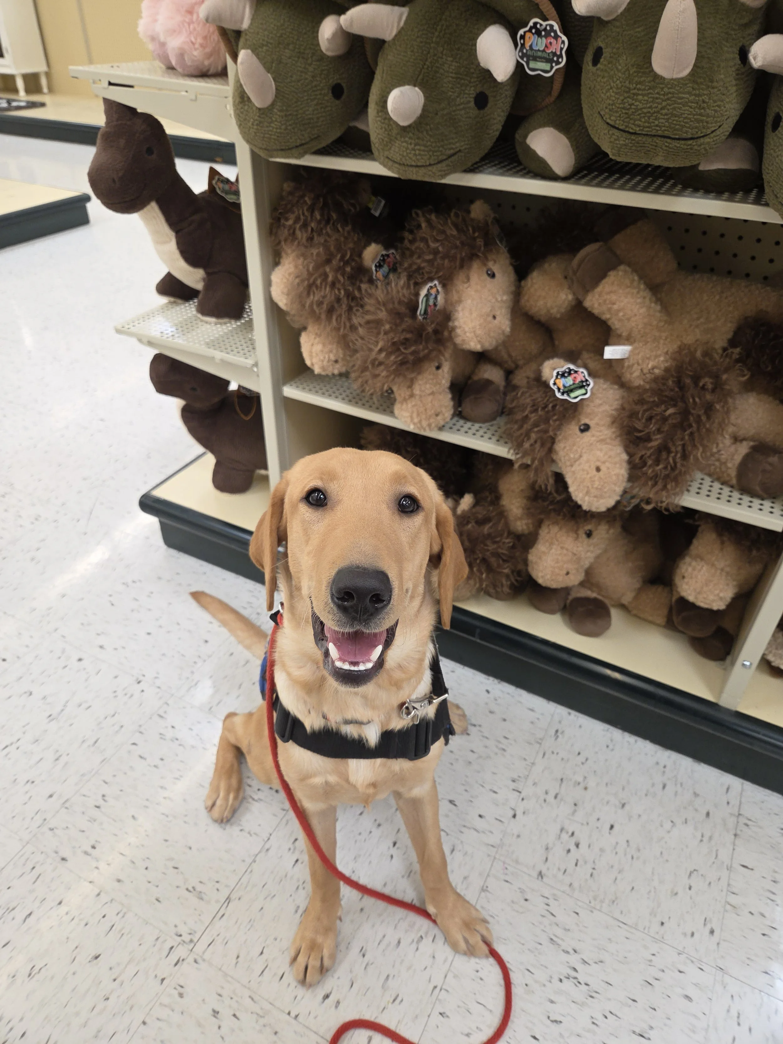 Buddy - Male Labrador