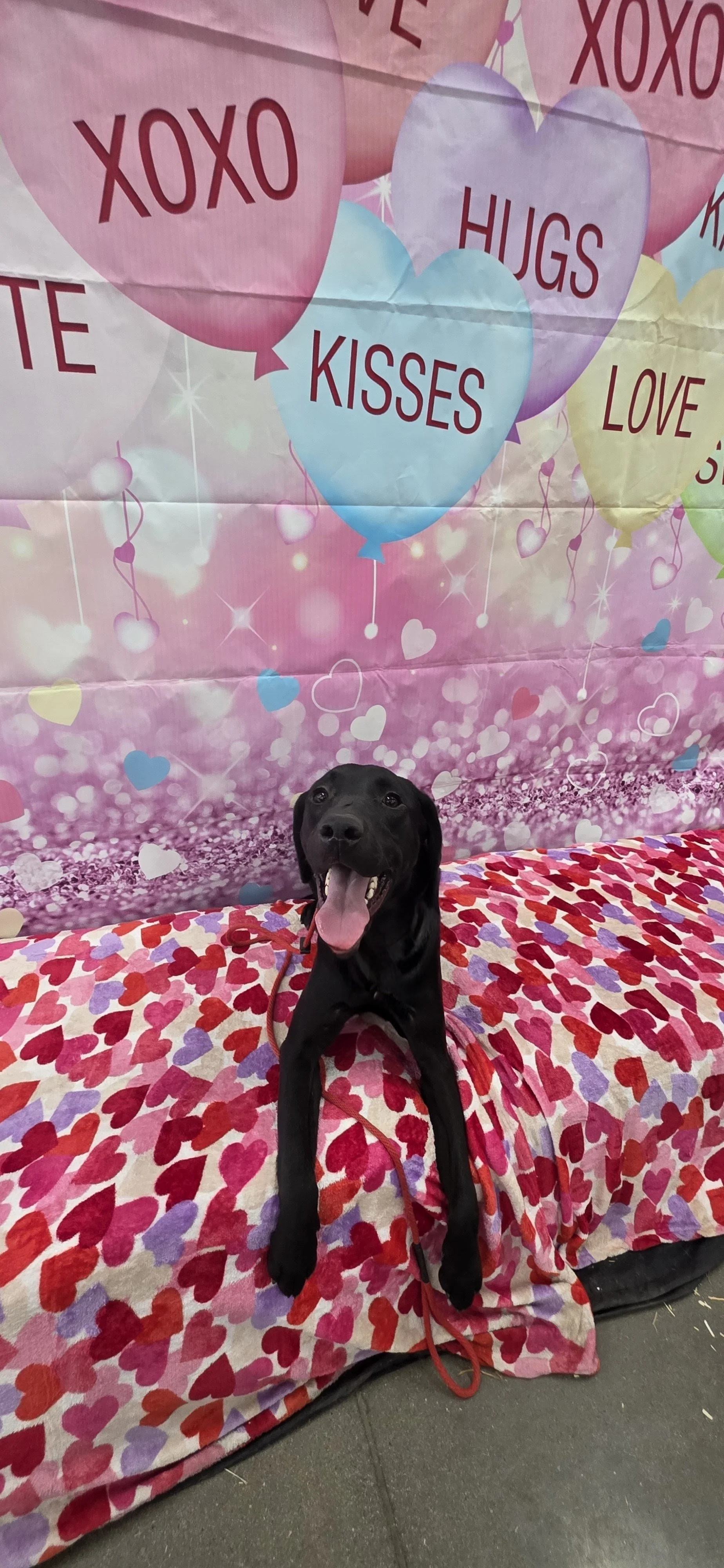 Ranger - Male Labrador