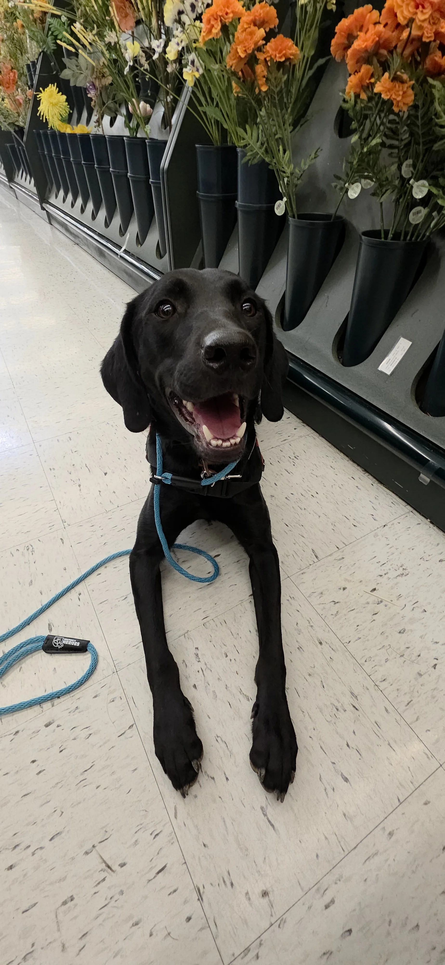 Bronx - M Labrador