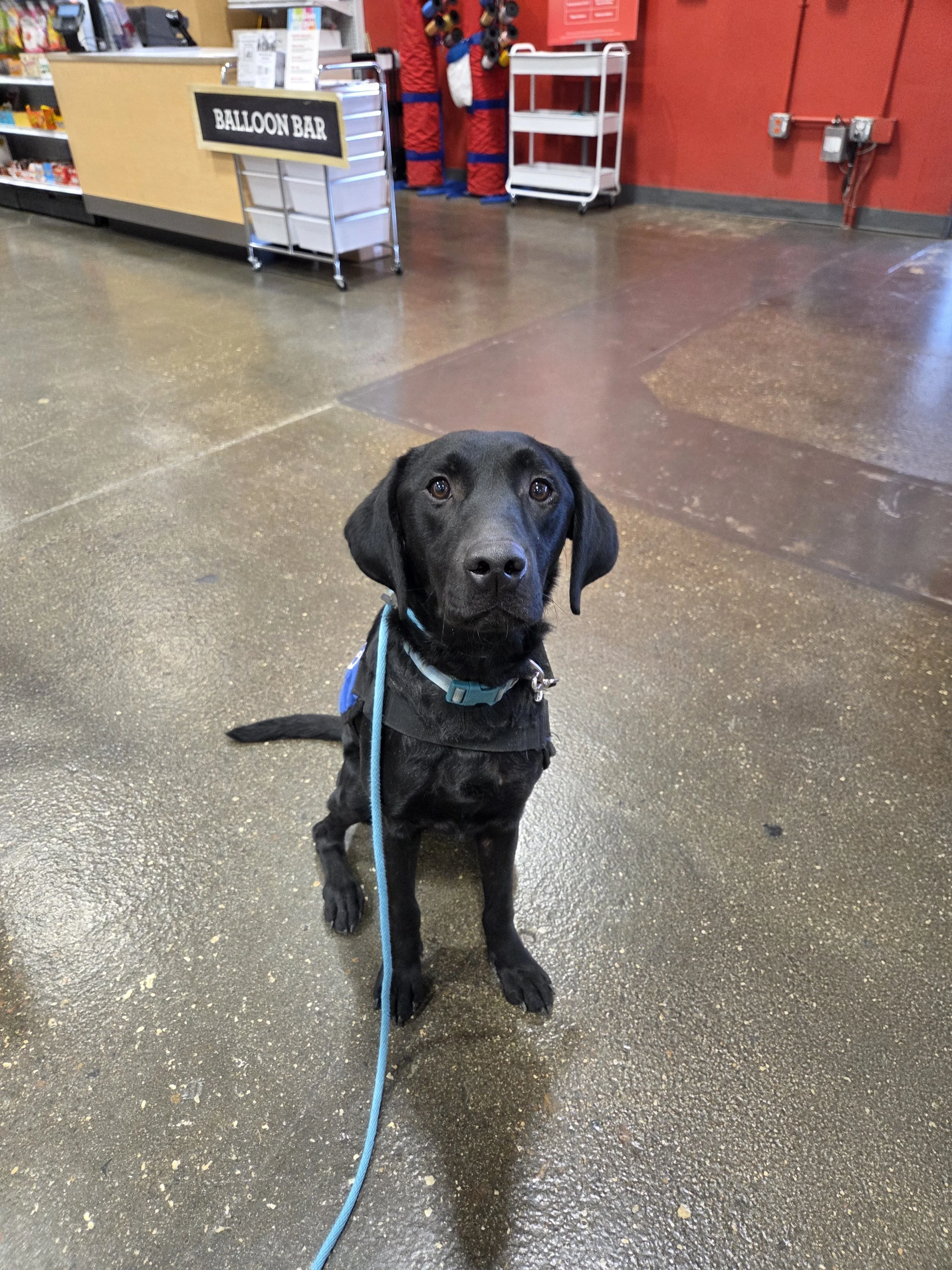 Ozzie - M Labrador