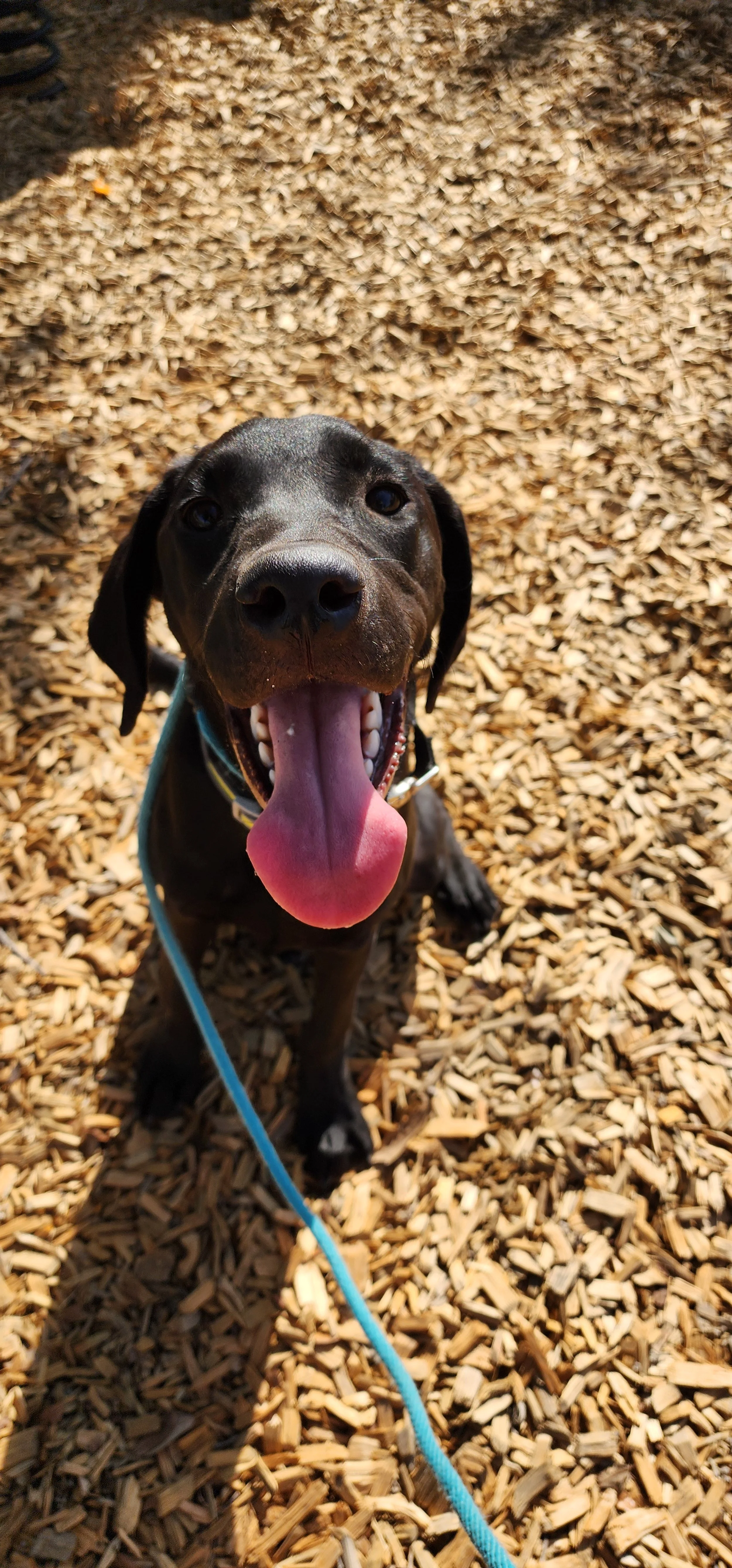 Ozzie - M Labrador